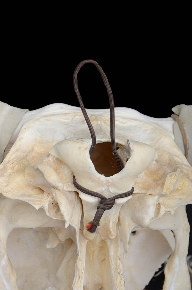 Northern Plains Native American Bull Skull