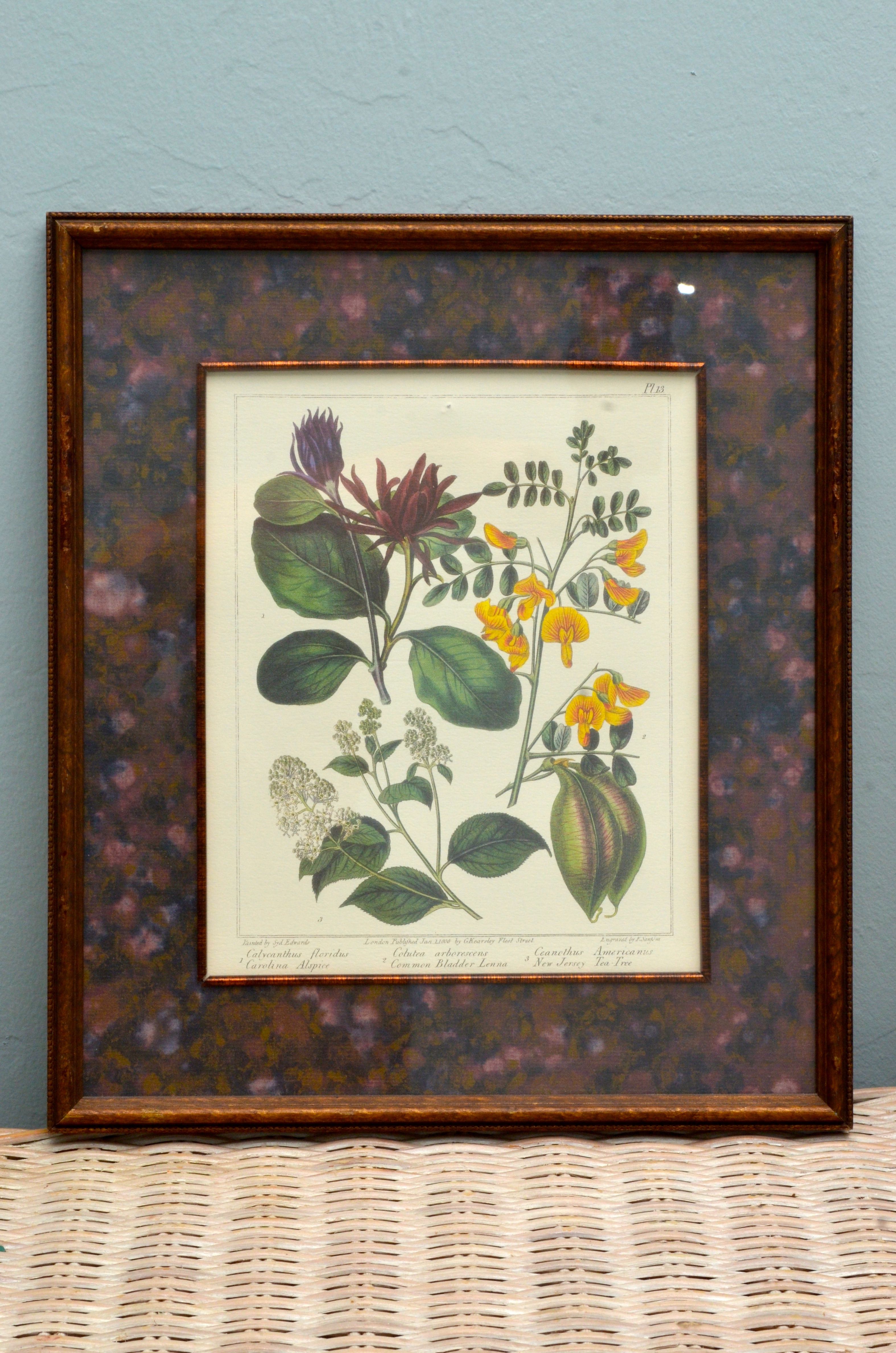 Pair of Botanical Prints