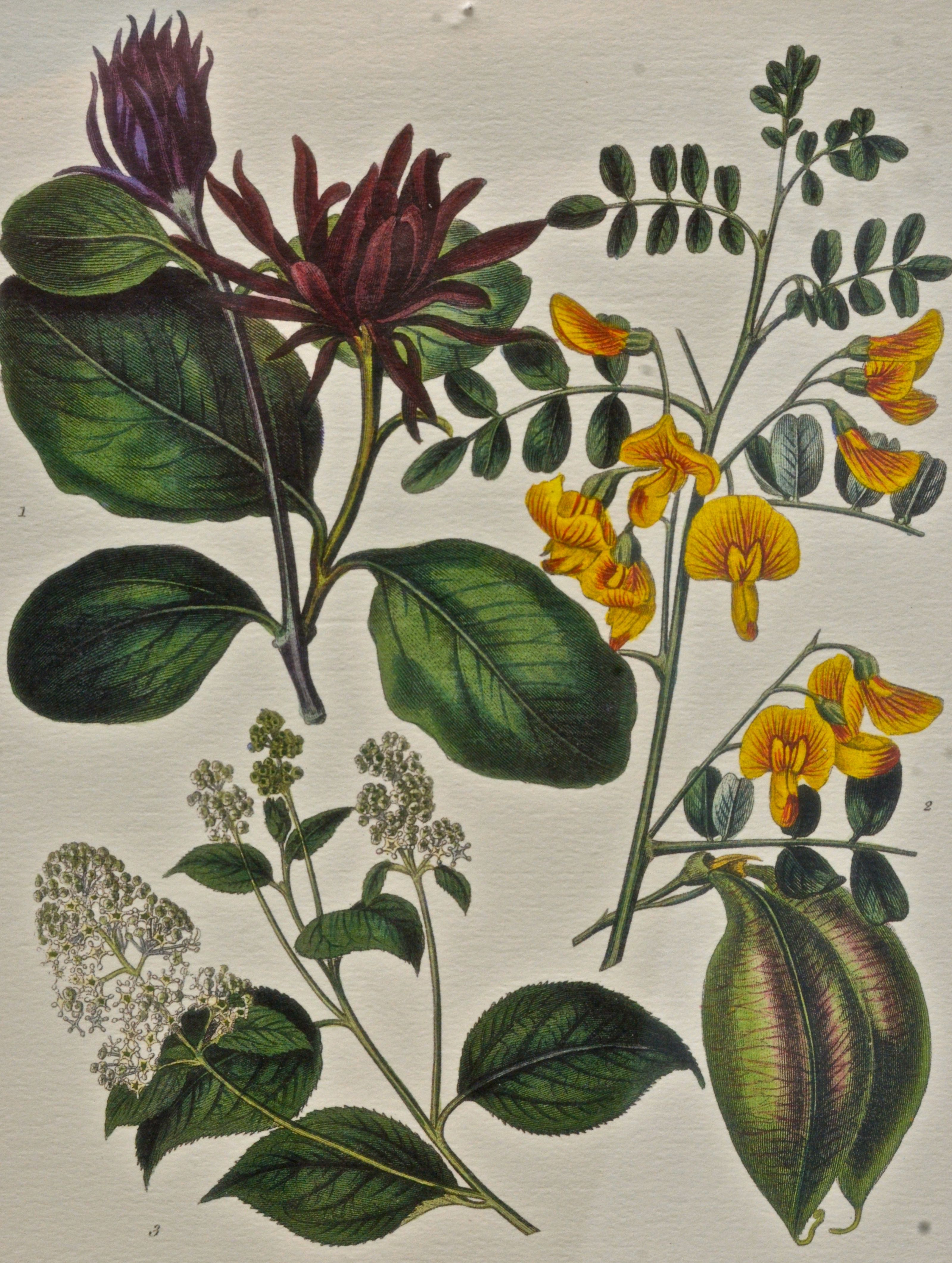 Pair of Botanical Prints