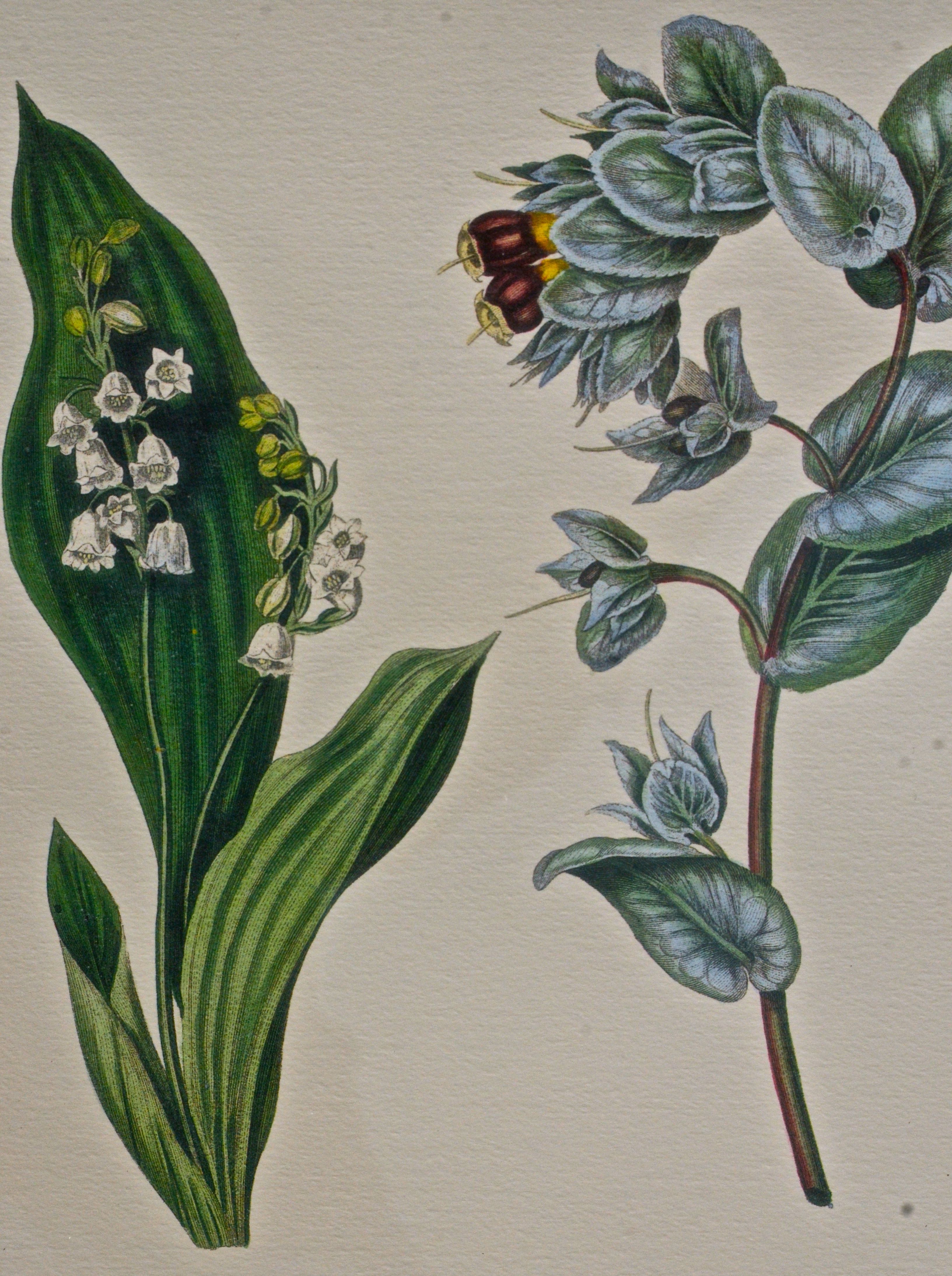 Pair of Botanical Prints