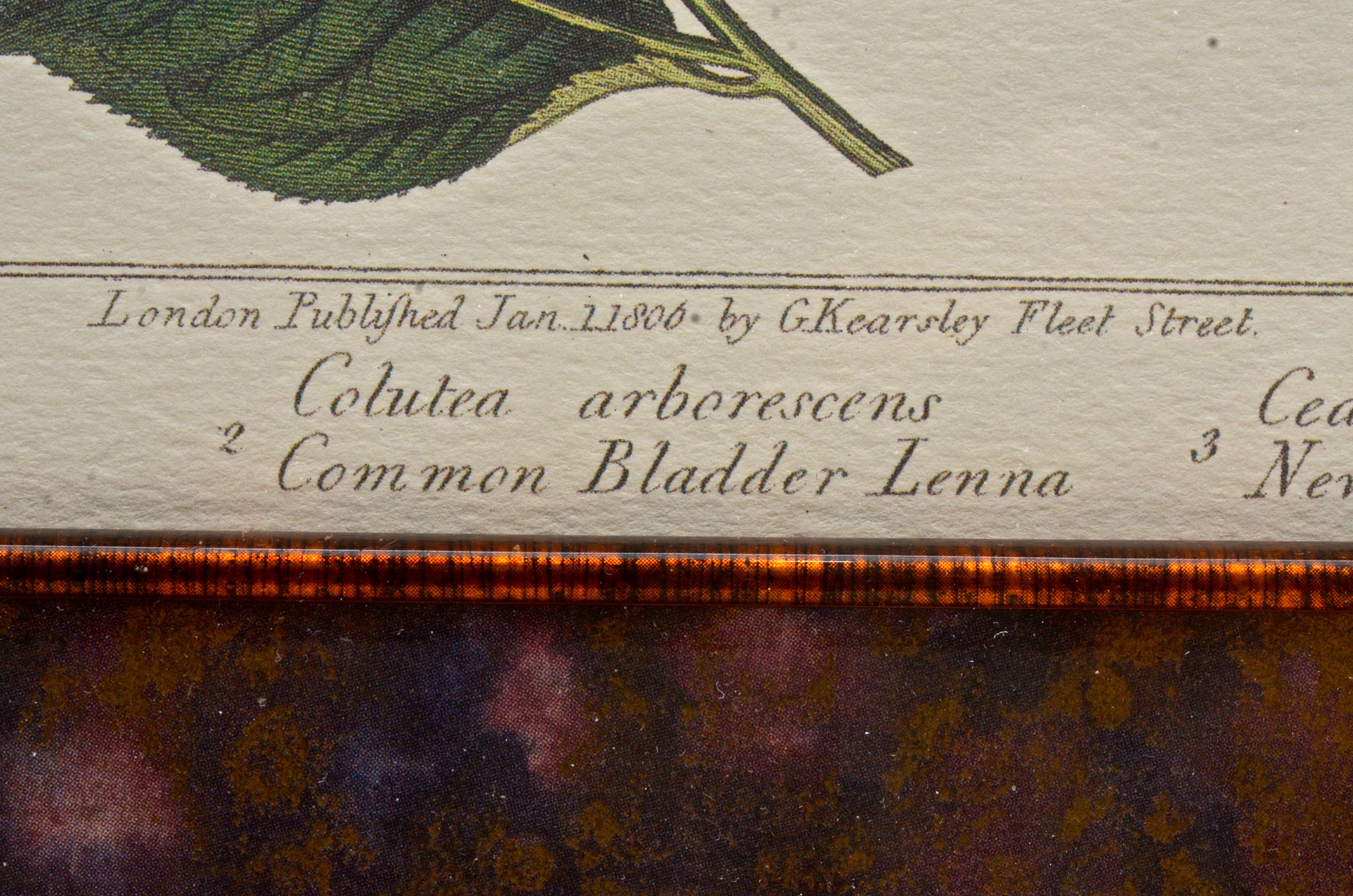 Pair of Botanical Prints