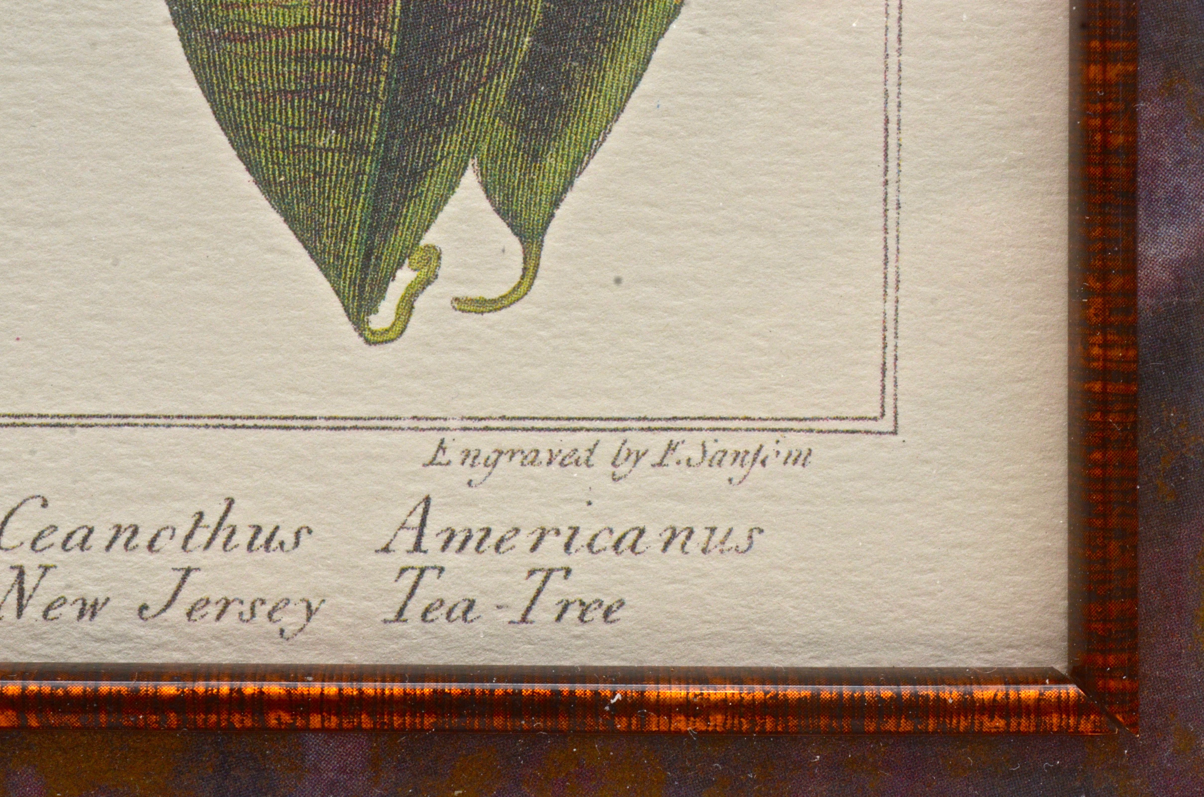 Pair of Botanical Prints