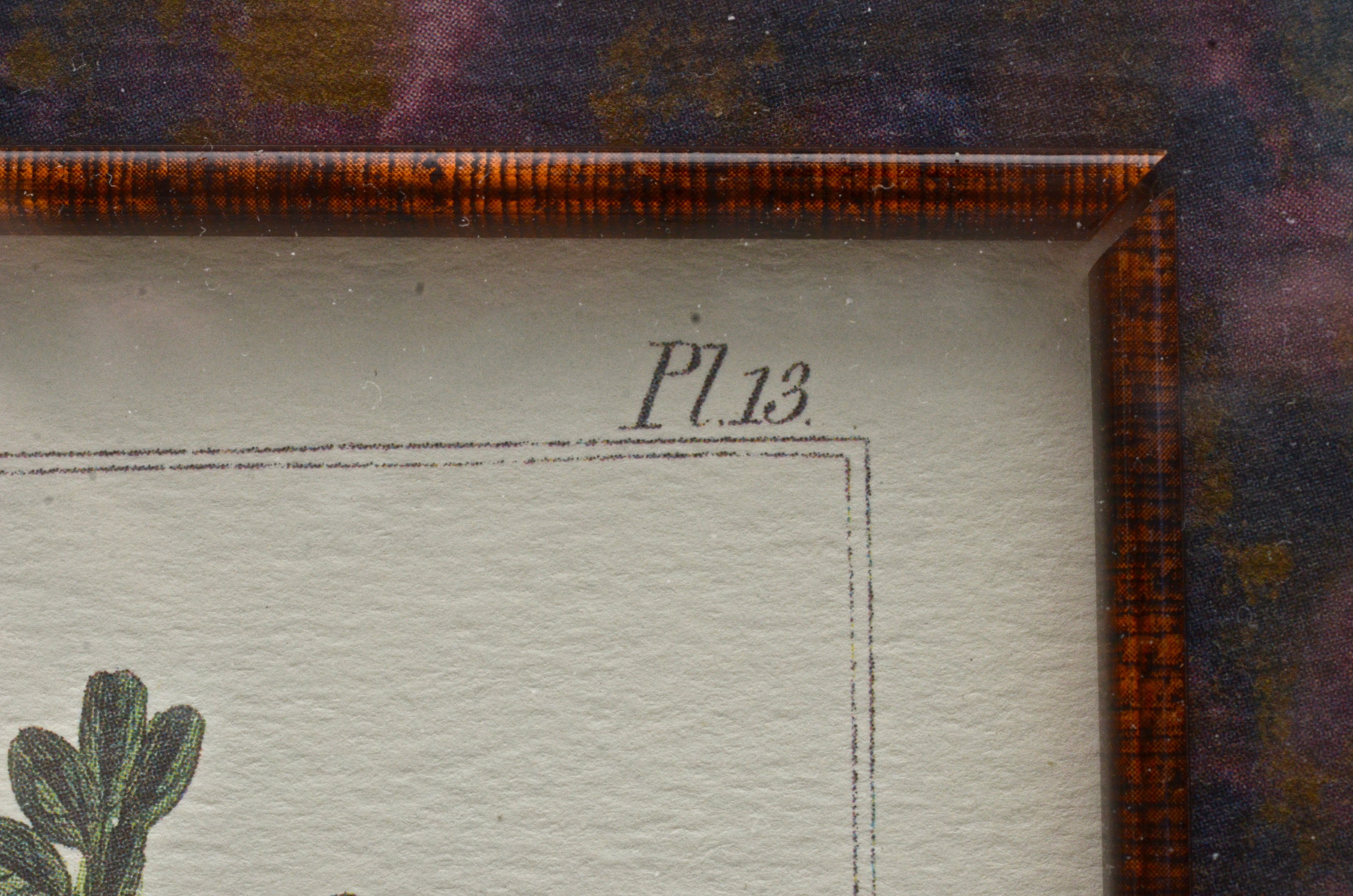 Pair of Botanical Prints