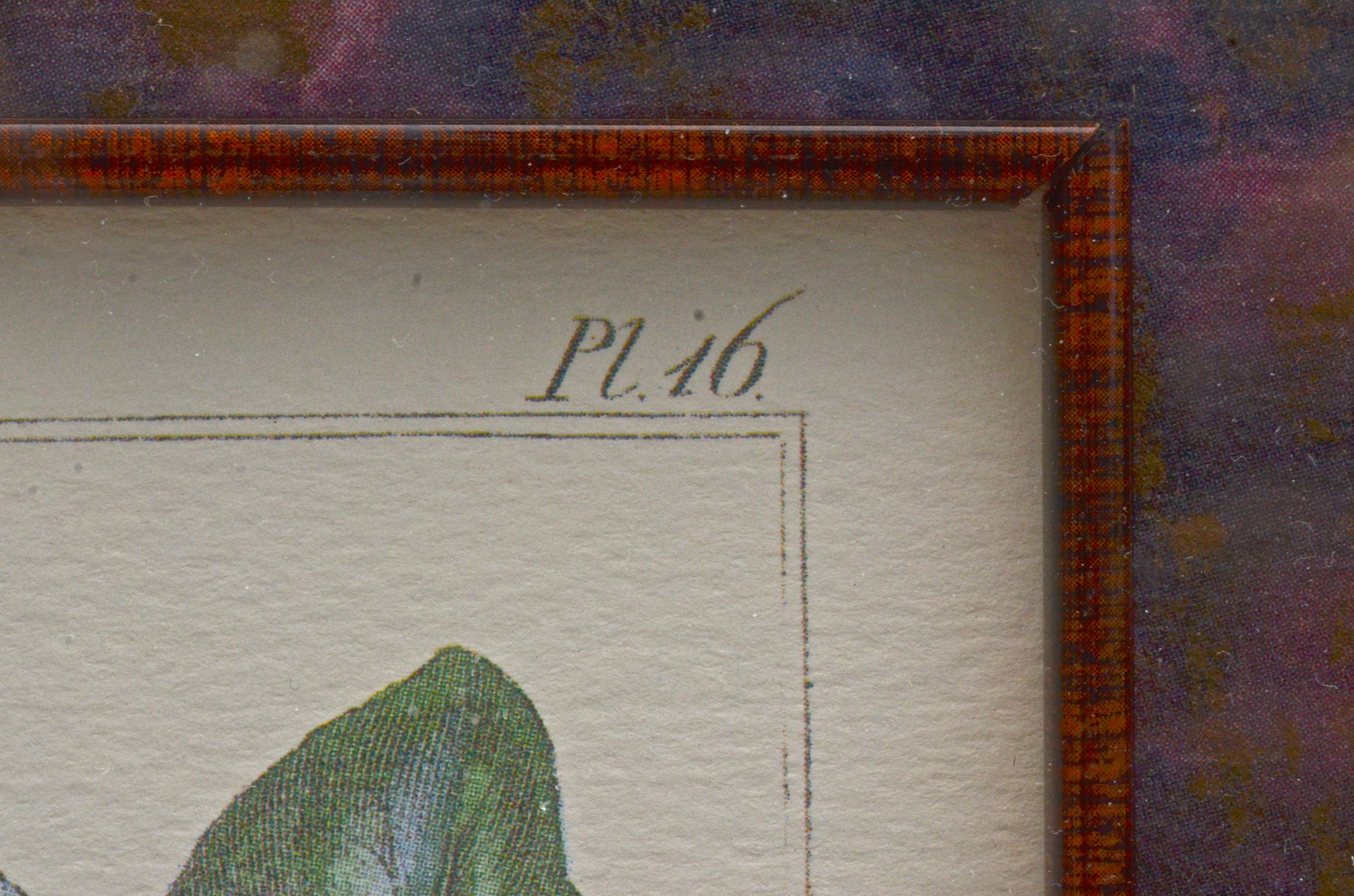 Pair of Botanical Prints