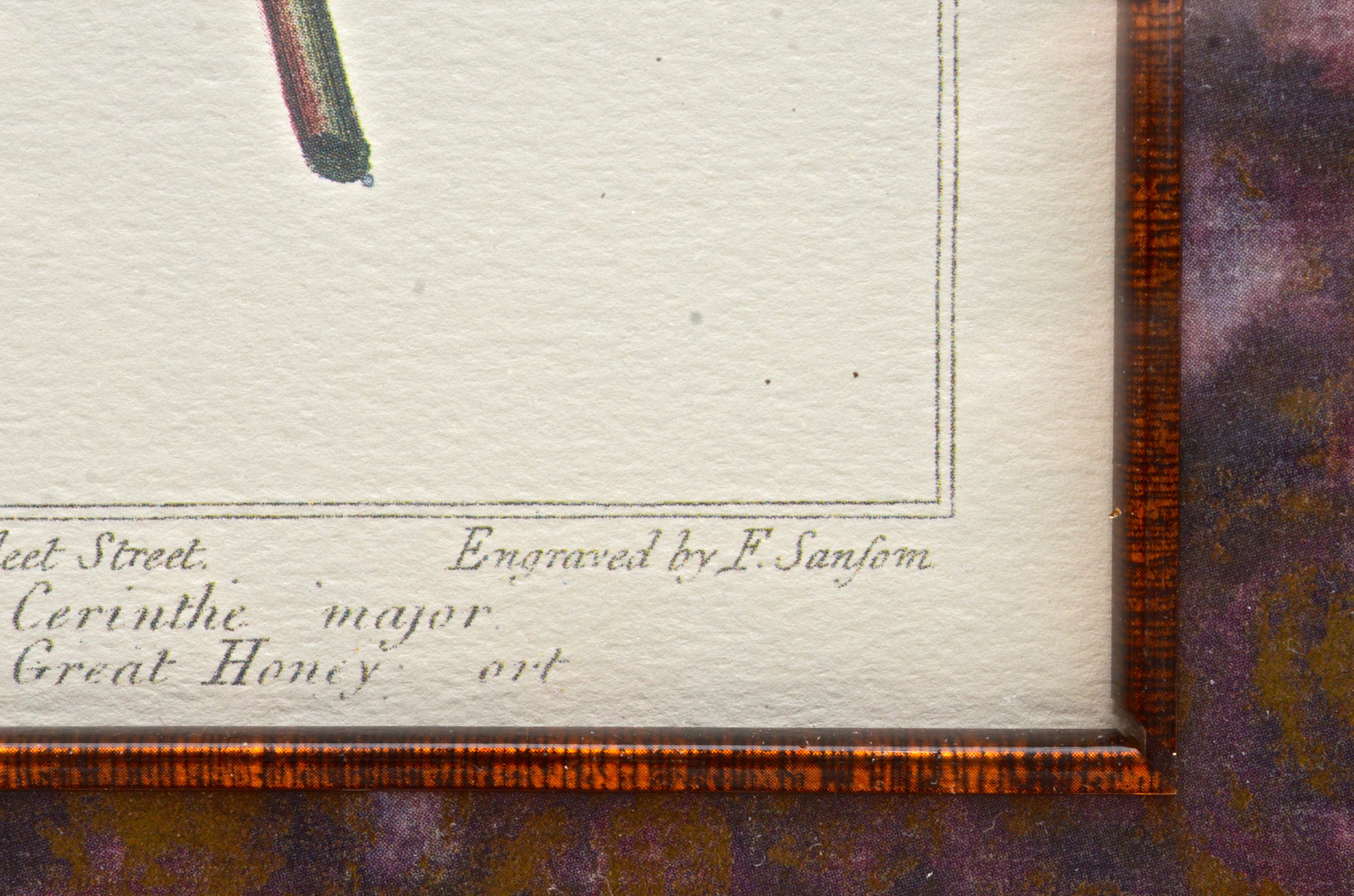 Pair of Botanical Prints