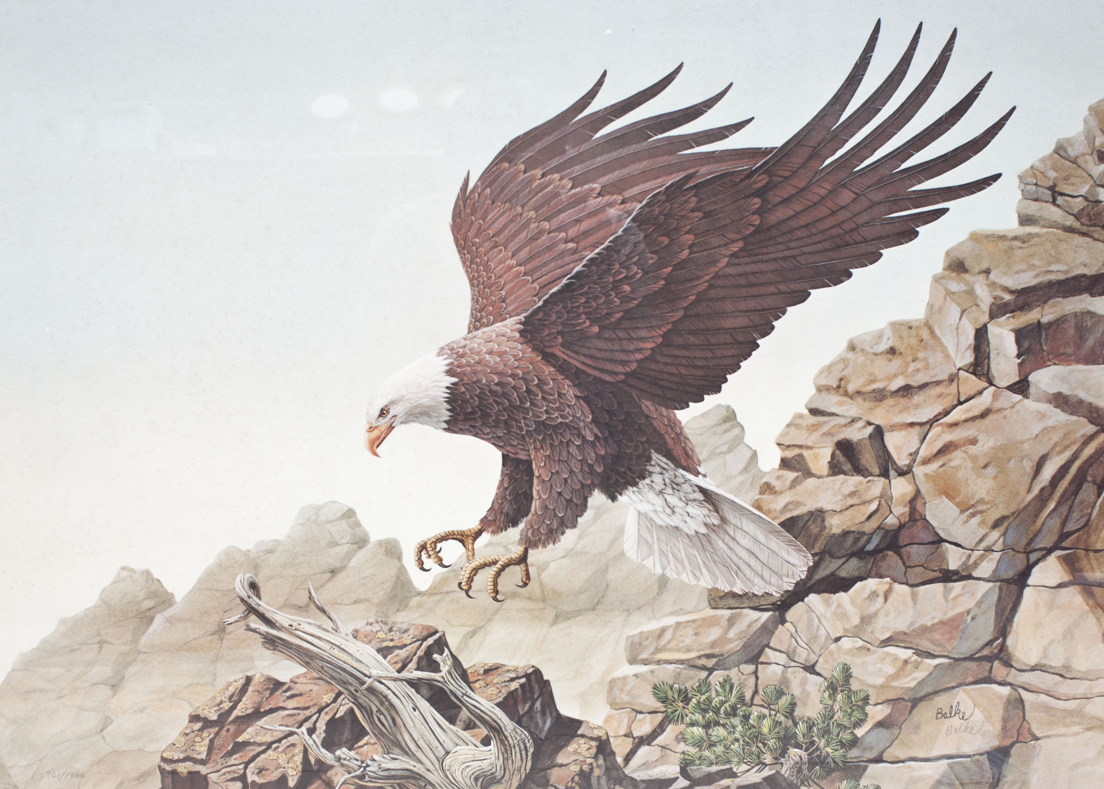 Eagle Print by Don Balke