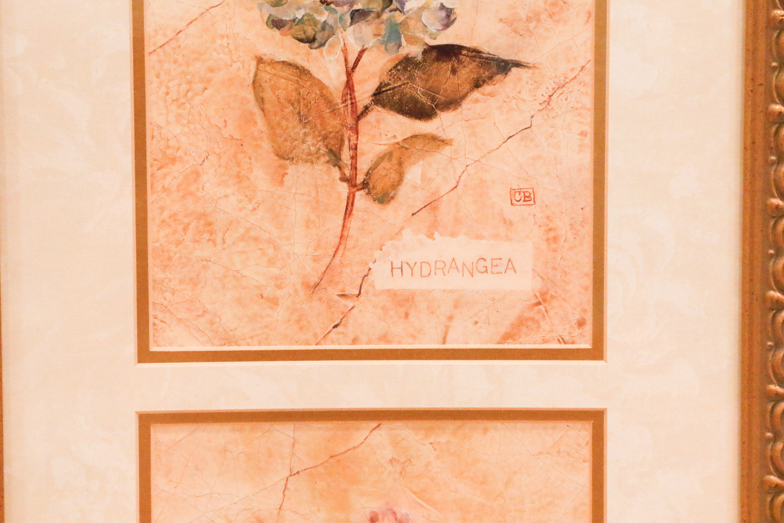 Four Cheri Blum Framed Botanical Prints