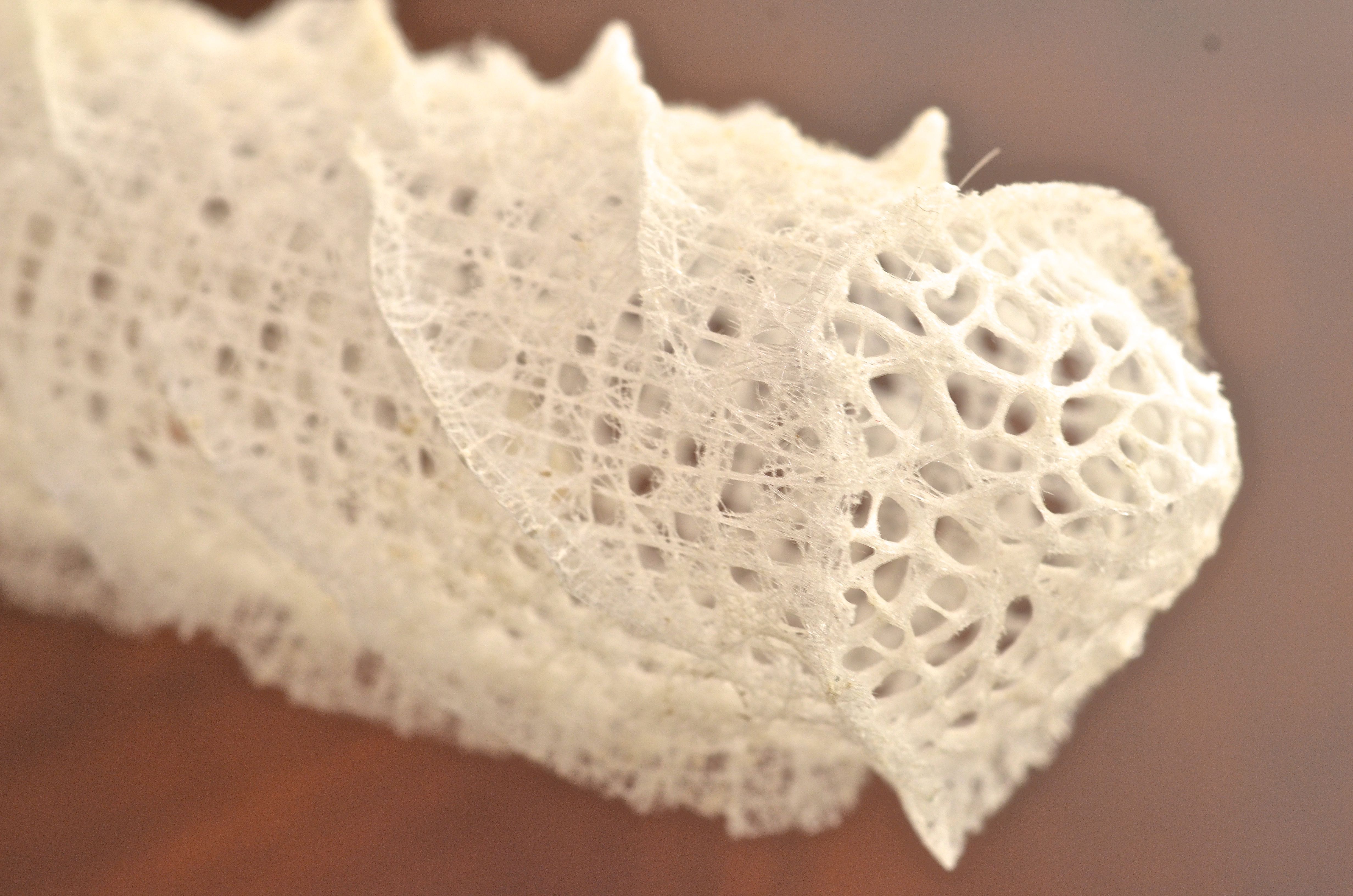 Marine Sponge Specimen (Euplectella Aspergillum)