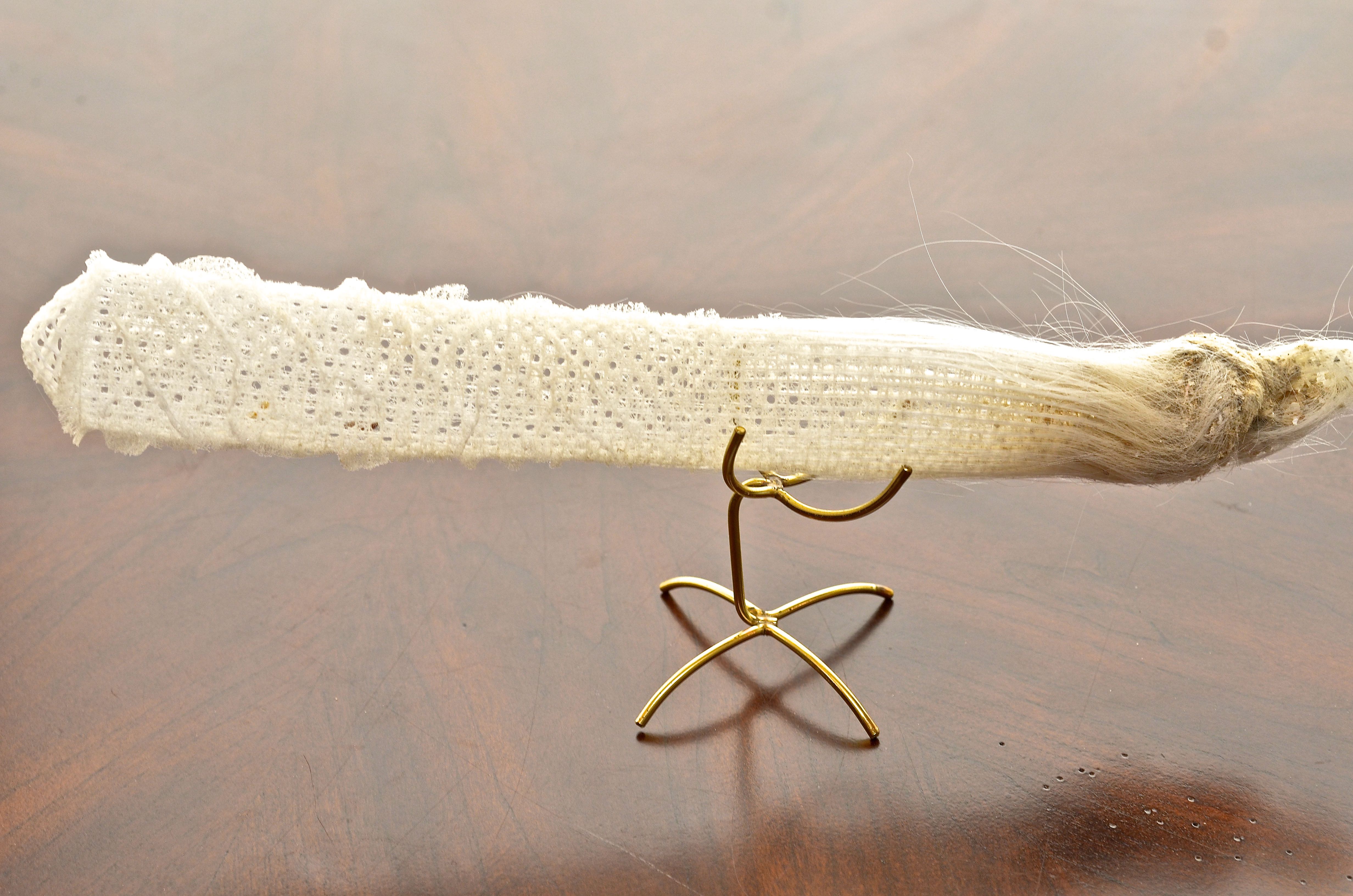 Marine Sponge Specimen (Euplectella Aspergillum)