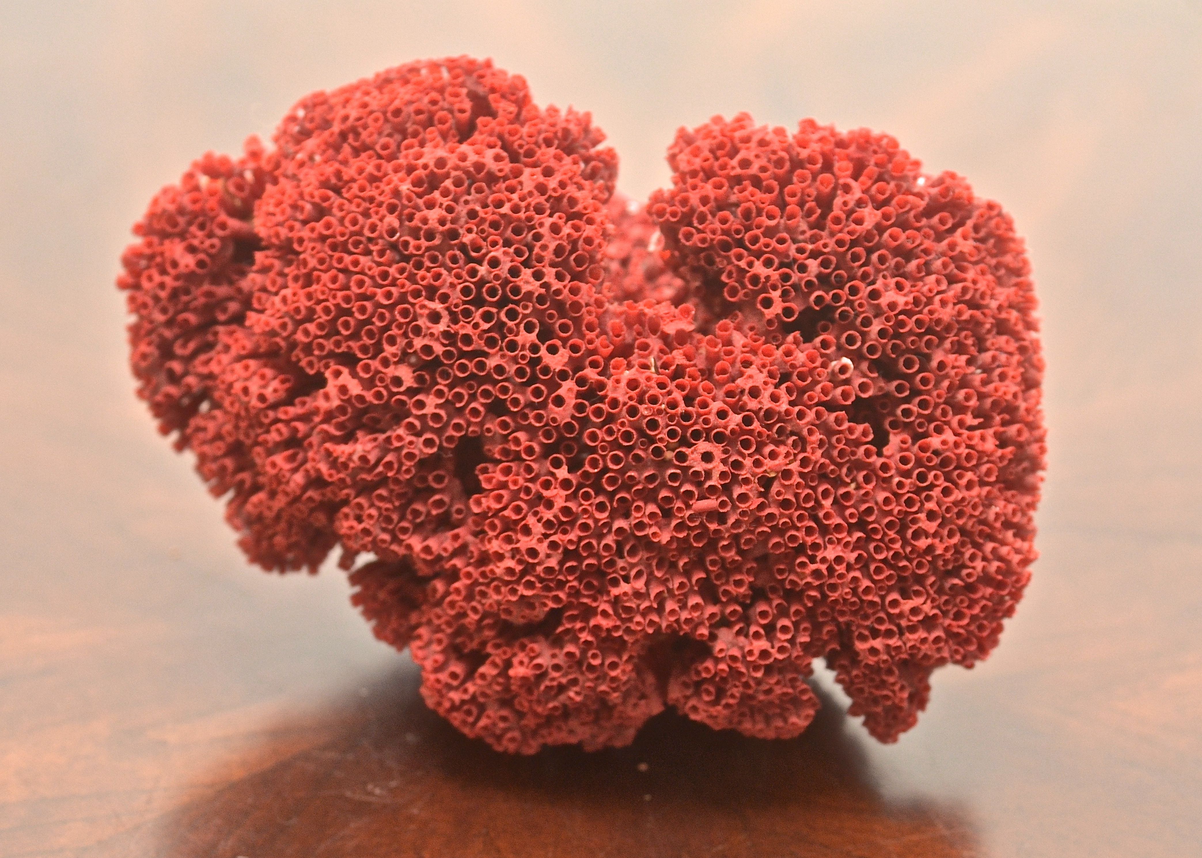 Pipe Organ Coral  (Tubipora musica) Specimen