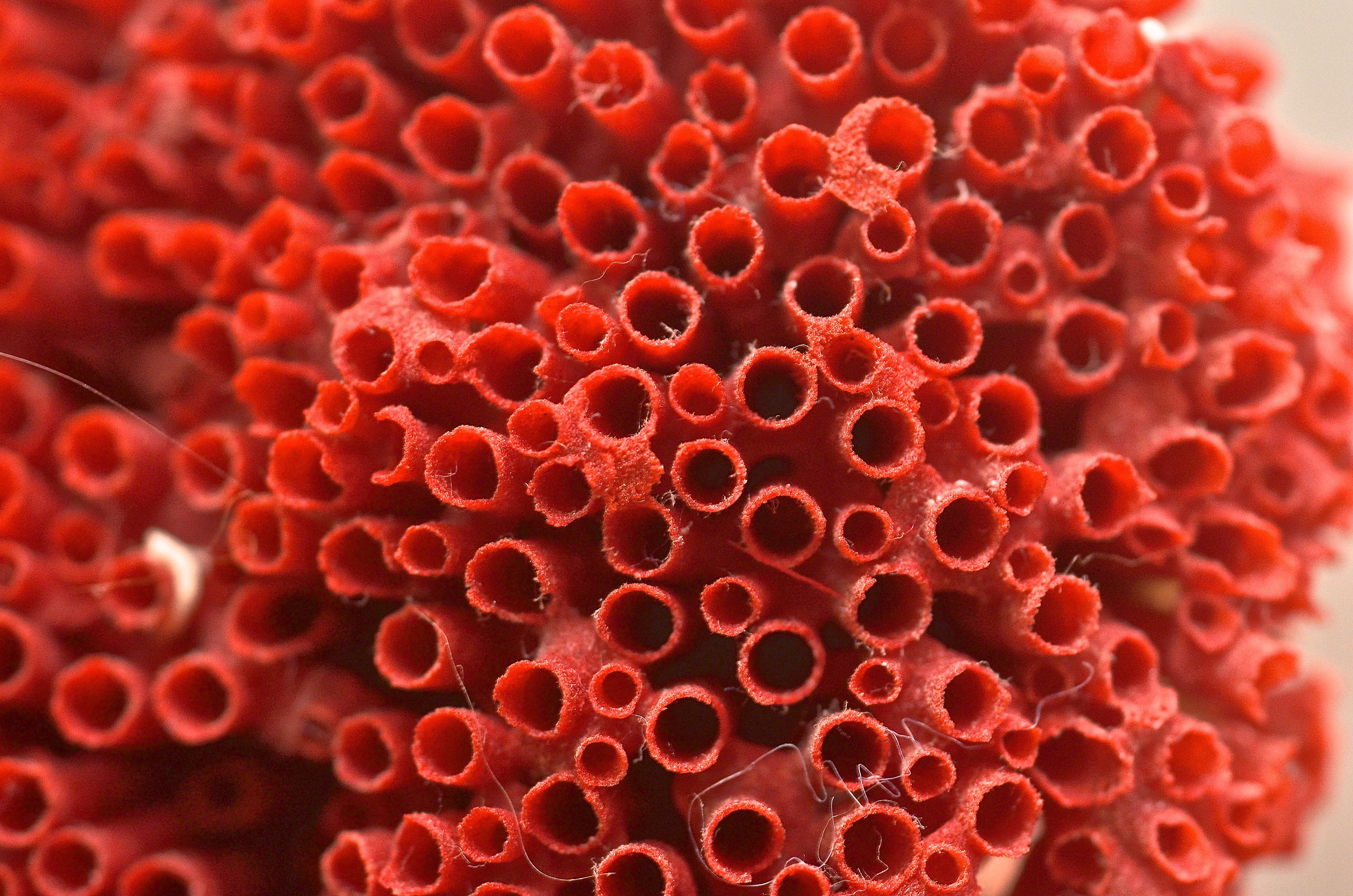 Pipe Organ Coral  (Tubipora musica) Specimen