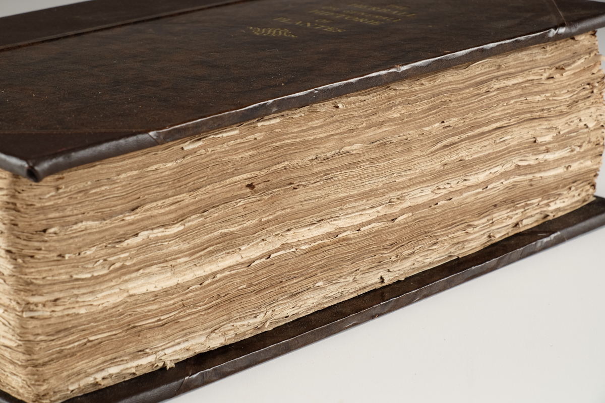 1633 "The Herball or Generall Historie of Plantes" by John Gerard