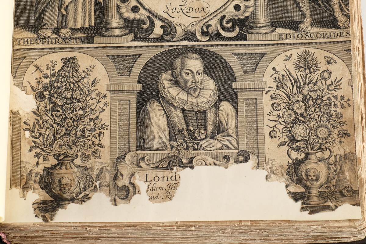 1633 "The Herball or Generall Historie of Plantes" by John Gerard