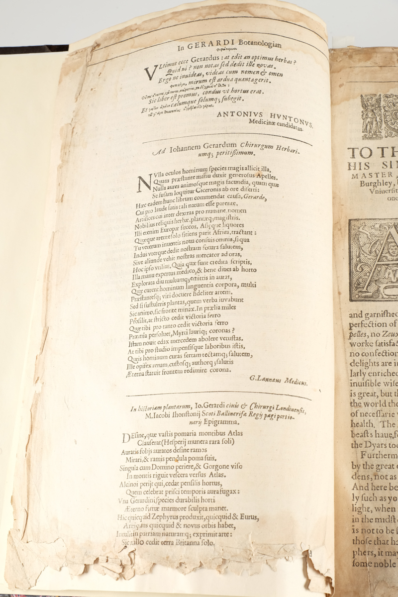 1633 "The Herball or Generall Historie of Plantes" by John Gerard