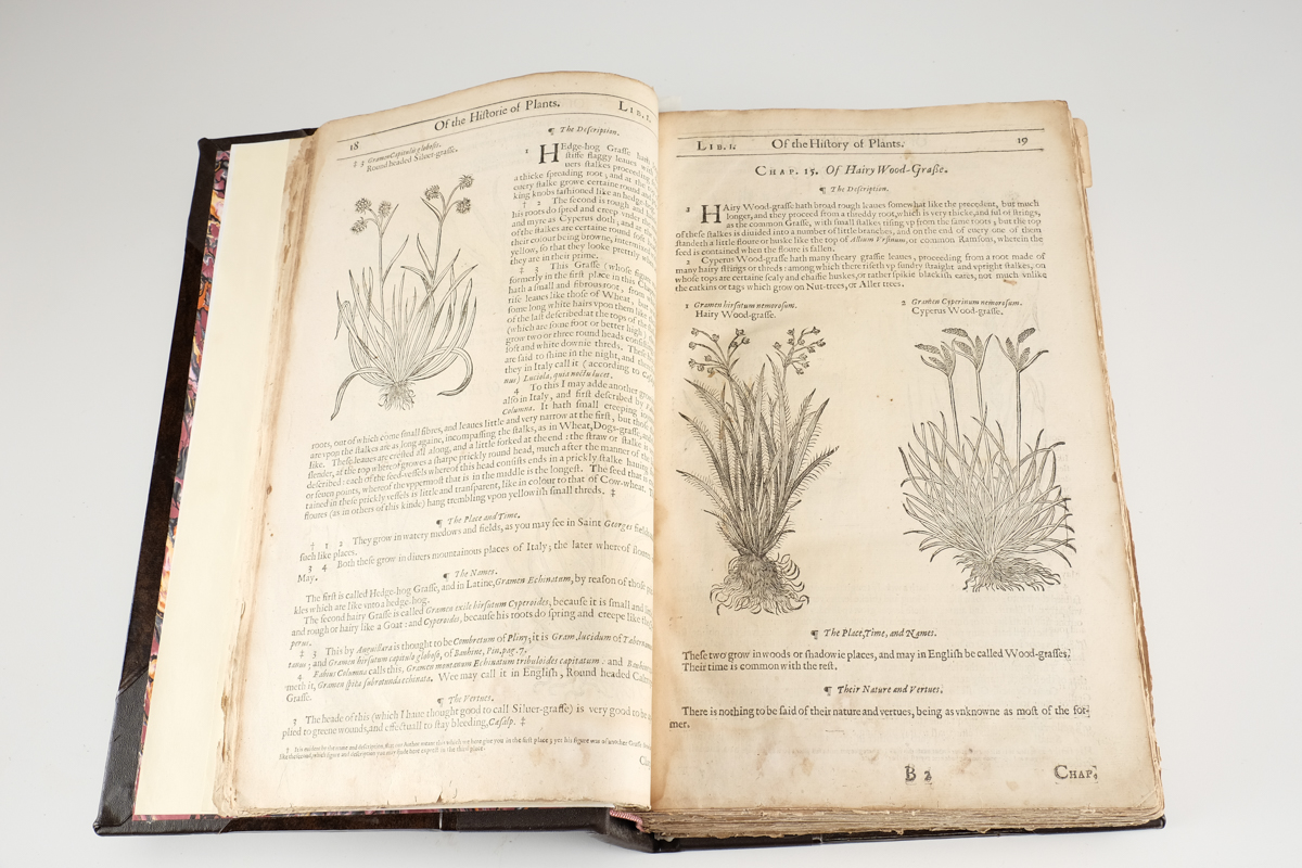 1633 "The Herball or Generall Historie of Plantes" by John Gerard