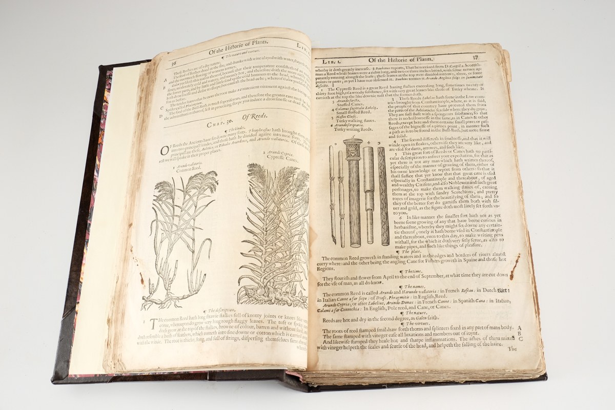 1633 "The Herball or Generall Historie of Plantes" by John Gerard