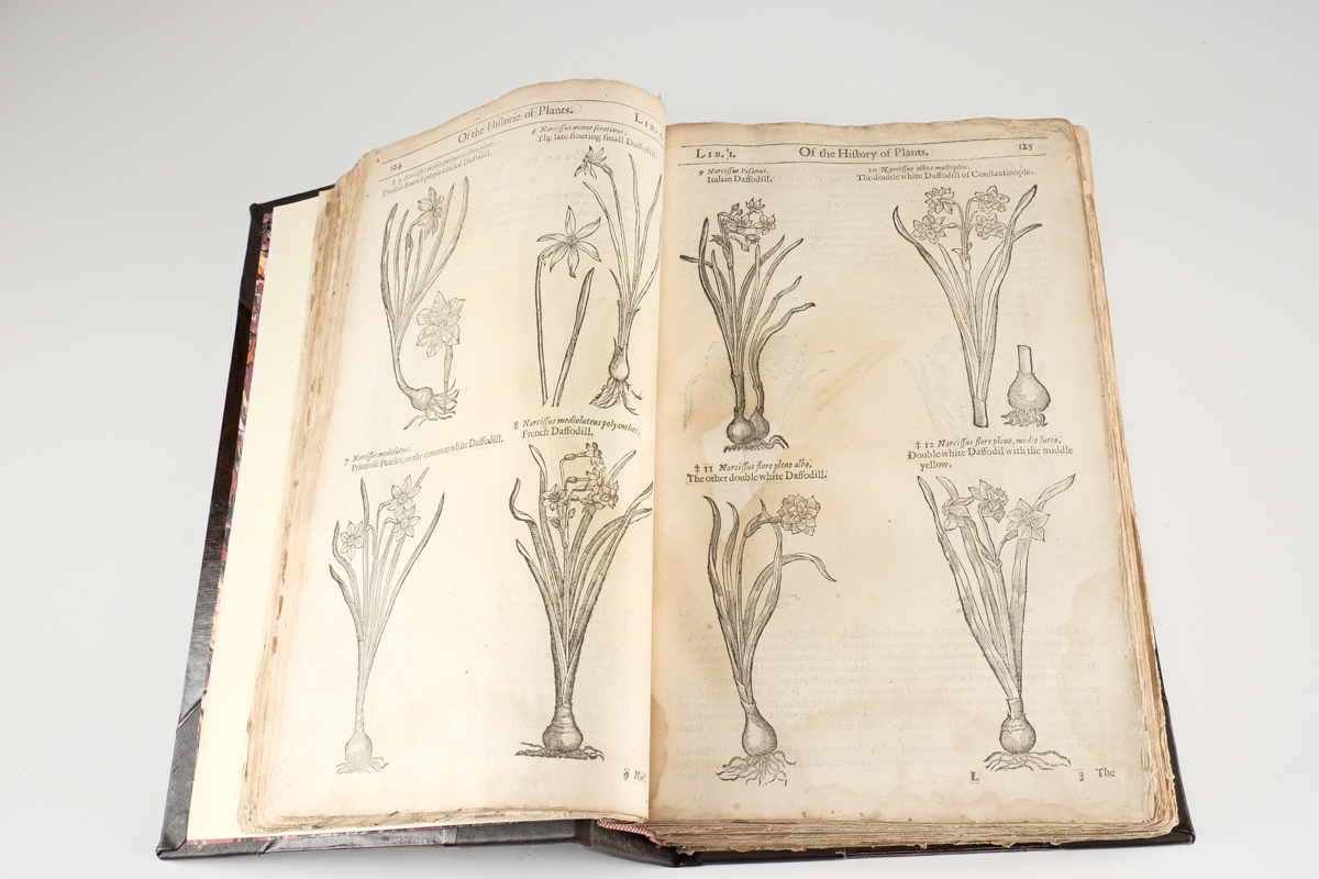 1633 "The Herball or Generall Historie of Plantes" by John Gerard