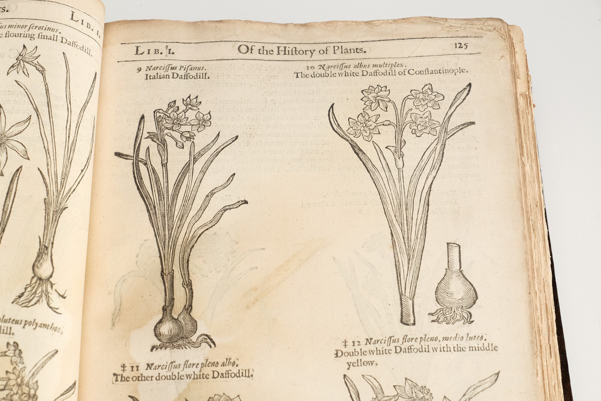 1633 "The Herball or Generall Historie of Plantes" by John Gerard