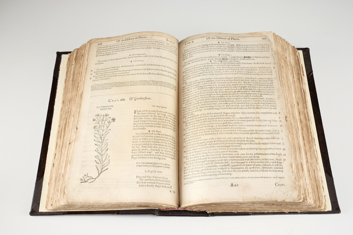 1633 "The Herball or Generall Historie of Plantes" by John Gerard