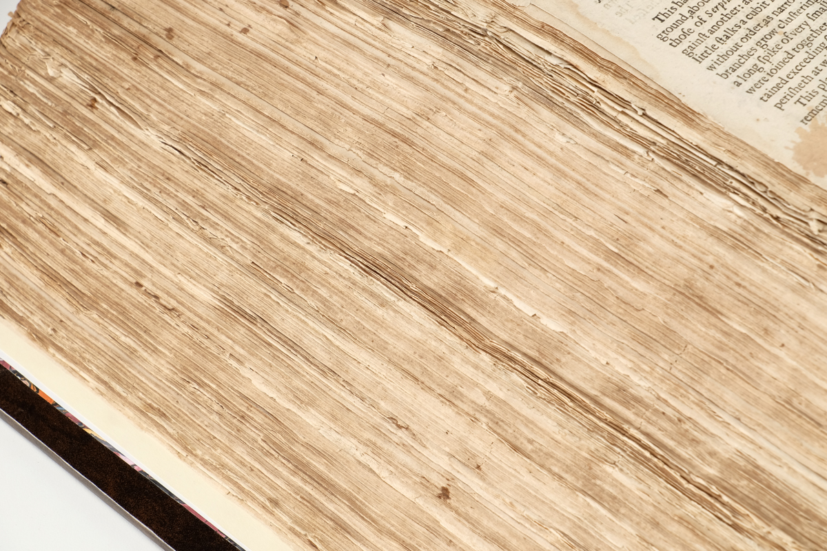 1633 "The Herball or Generall Historie of Plantes" by John Gerard