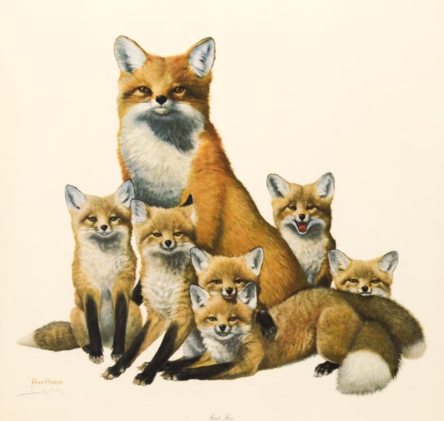 Orginal Ray Harm "Red Fox" Limited Edition Wildlife Print