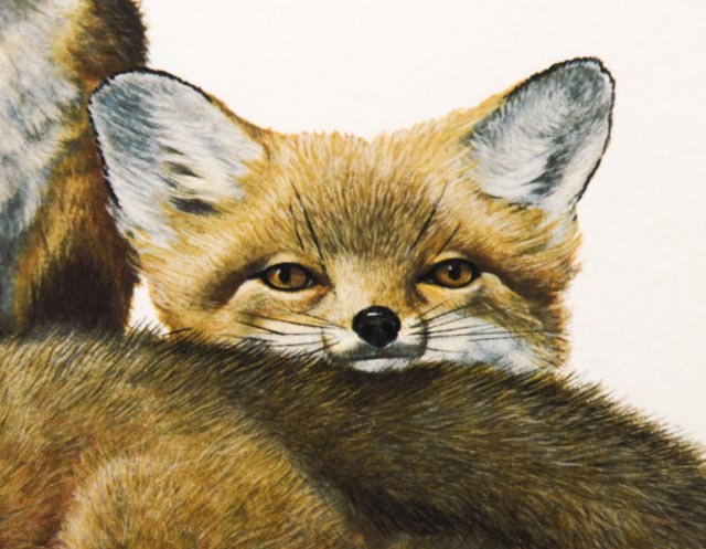 Orginal Ray Harm "Red Fox" Limited Edition Wildlife Print