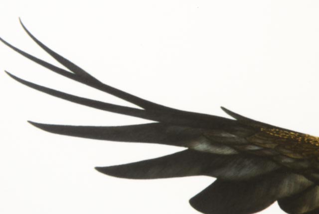 Charles Spaulding "American Eagle" Limited Edition Print