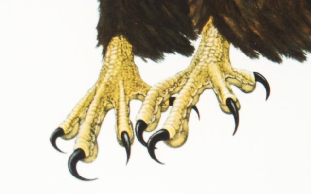 Charles Spaulding "American Eagle" Limited Edition Print