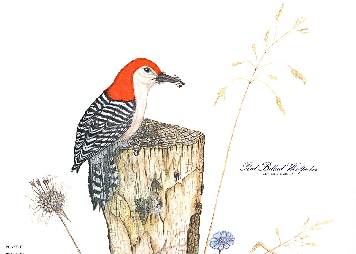 Unframed Offset Lithograph Prints