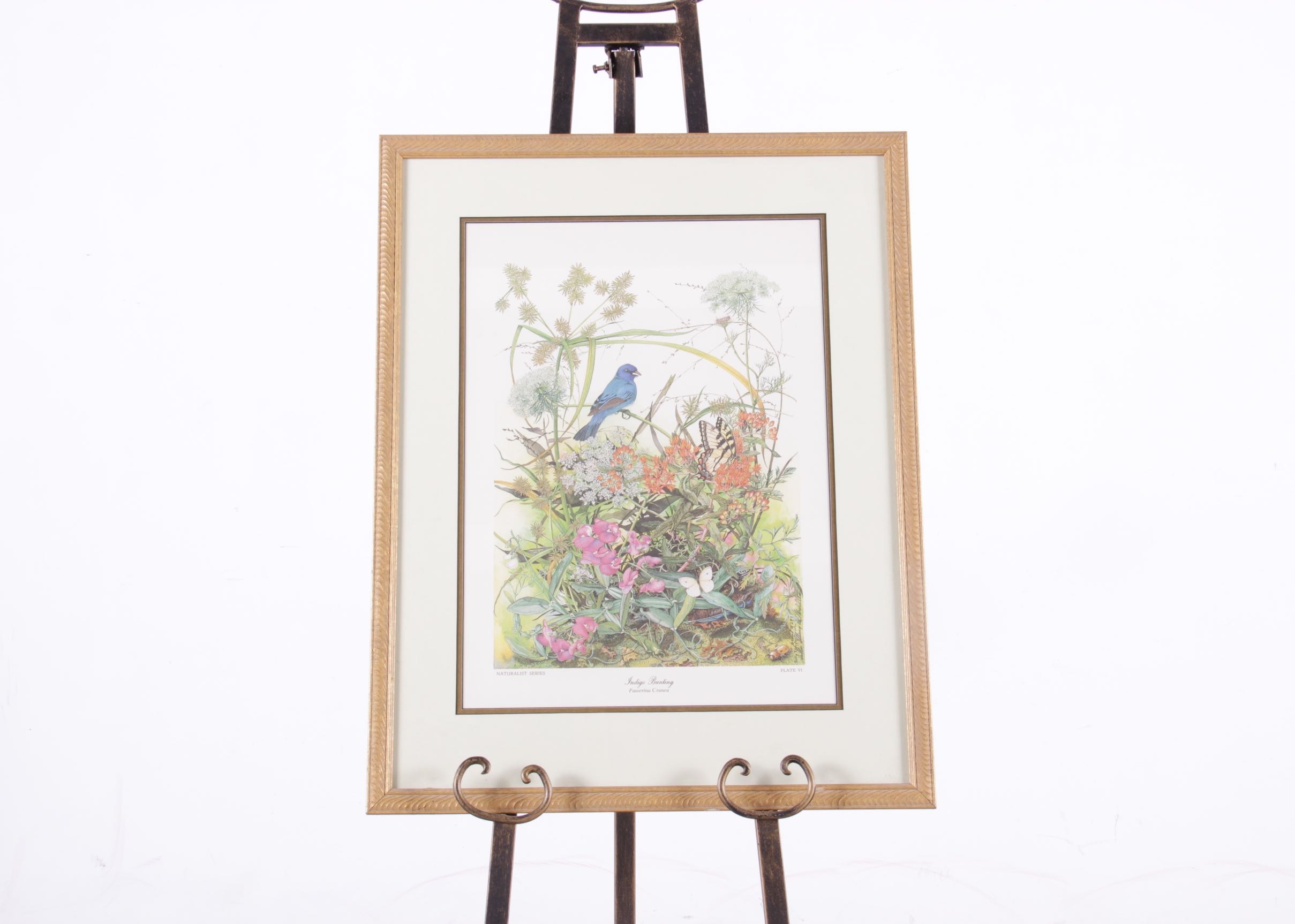 Indigo Bunting Print Signed by Sallie Ellington Middleton