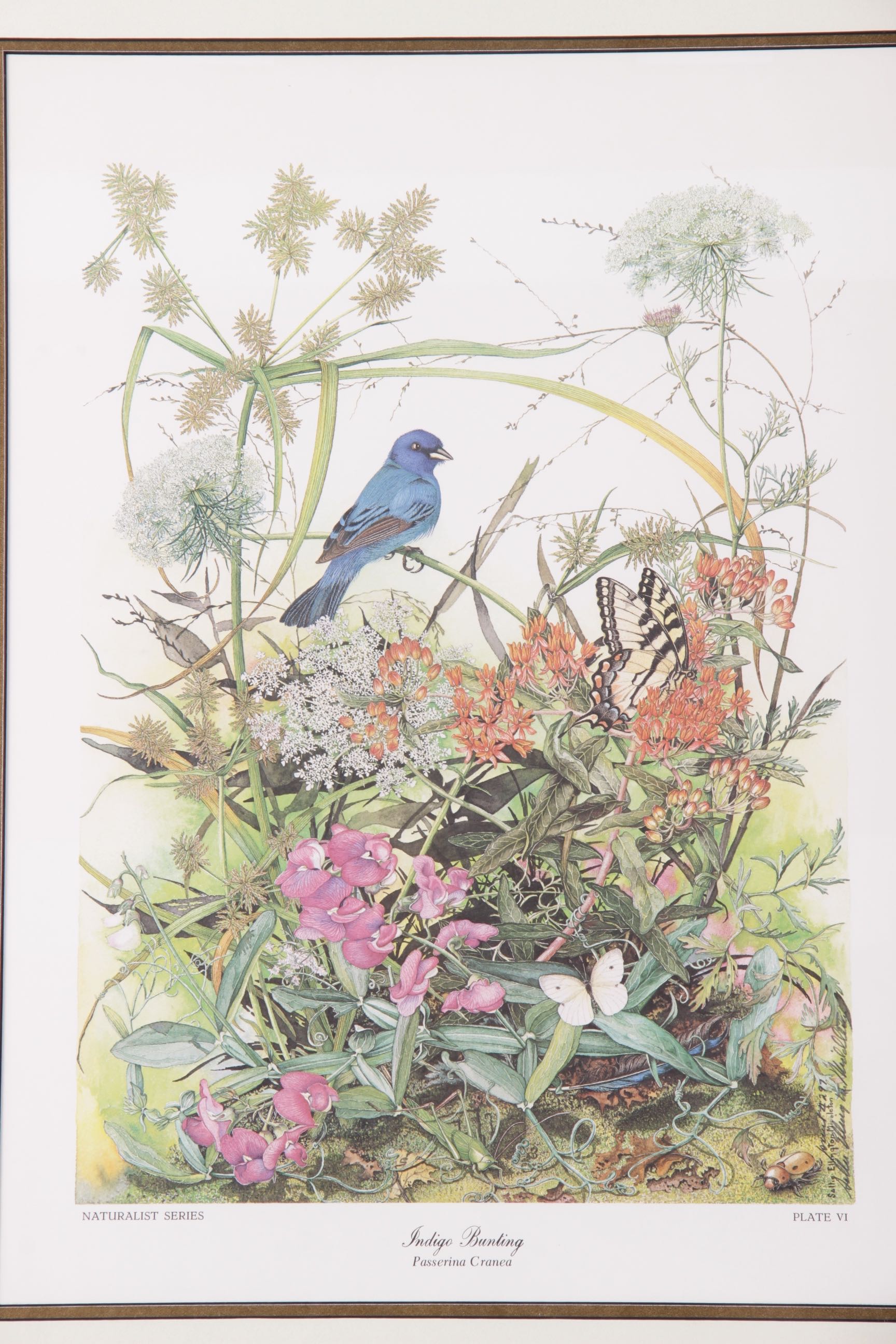 Indigo Bunting Print Signed by Sallie Ellington Middleton