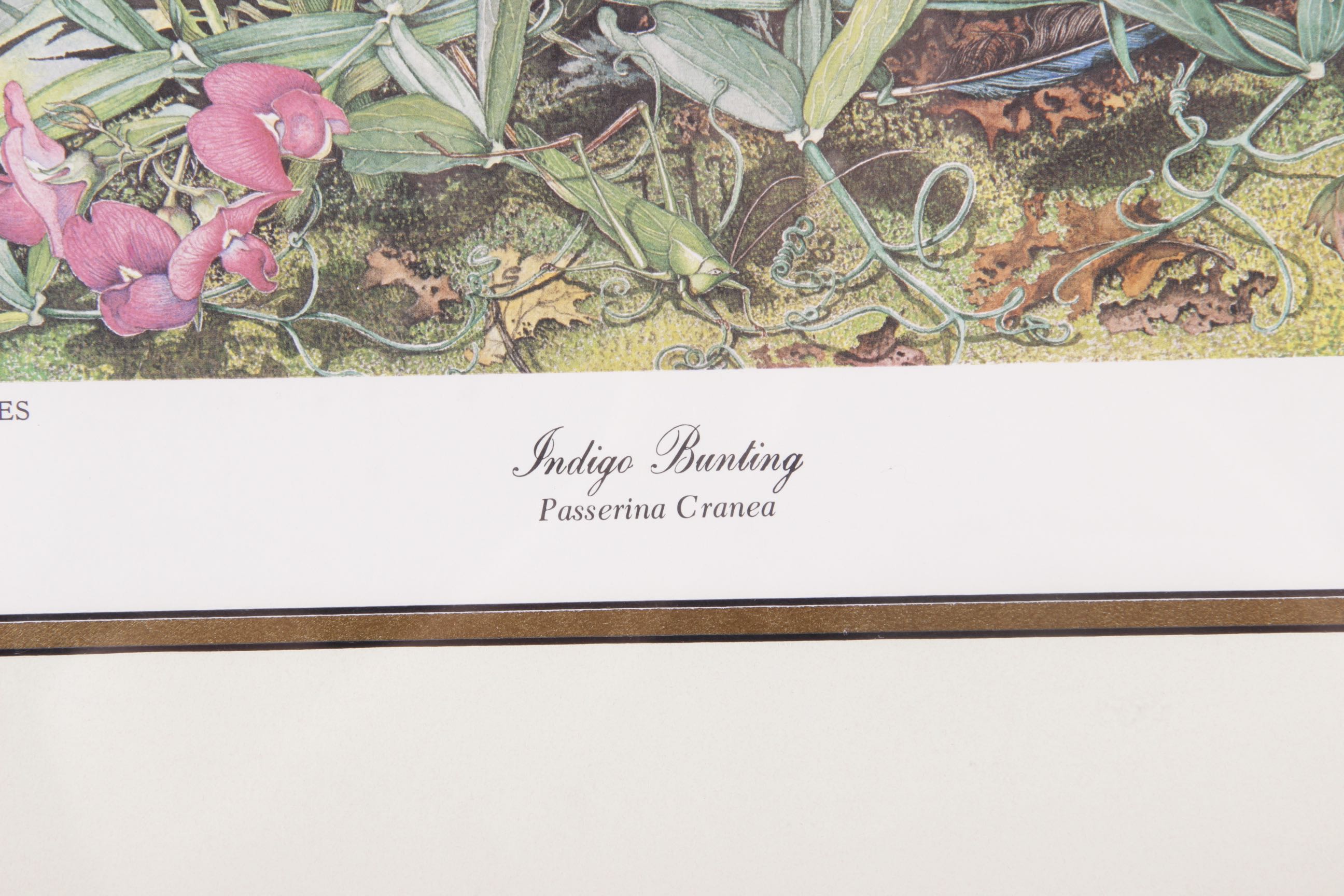 Indigo Bunting Print Signed by Sallie Ellington Middleton