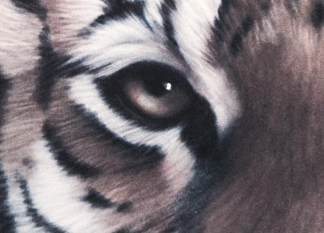 Harold Rigsby Framed Bengal Tiger Print