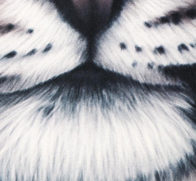 Harold Rigsby Framed Bengal Tiger Print