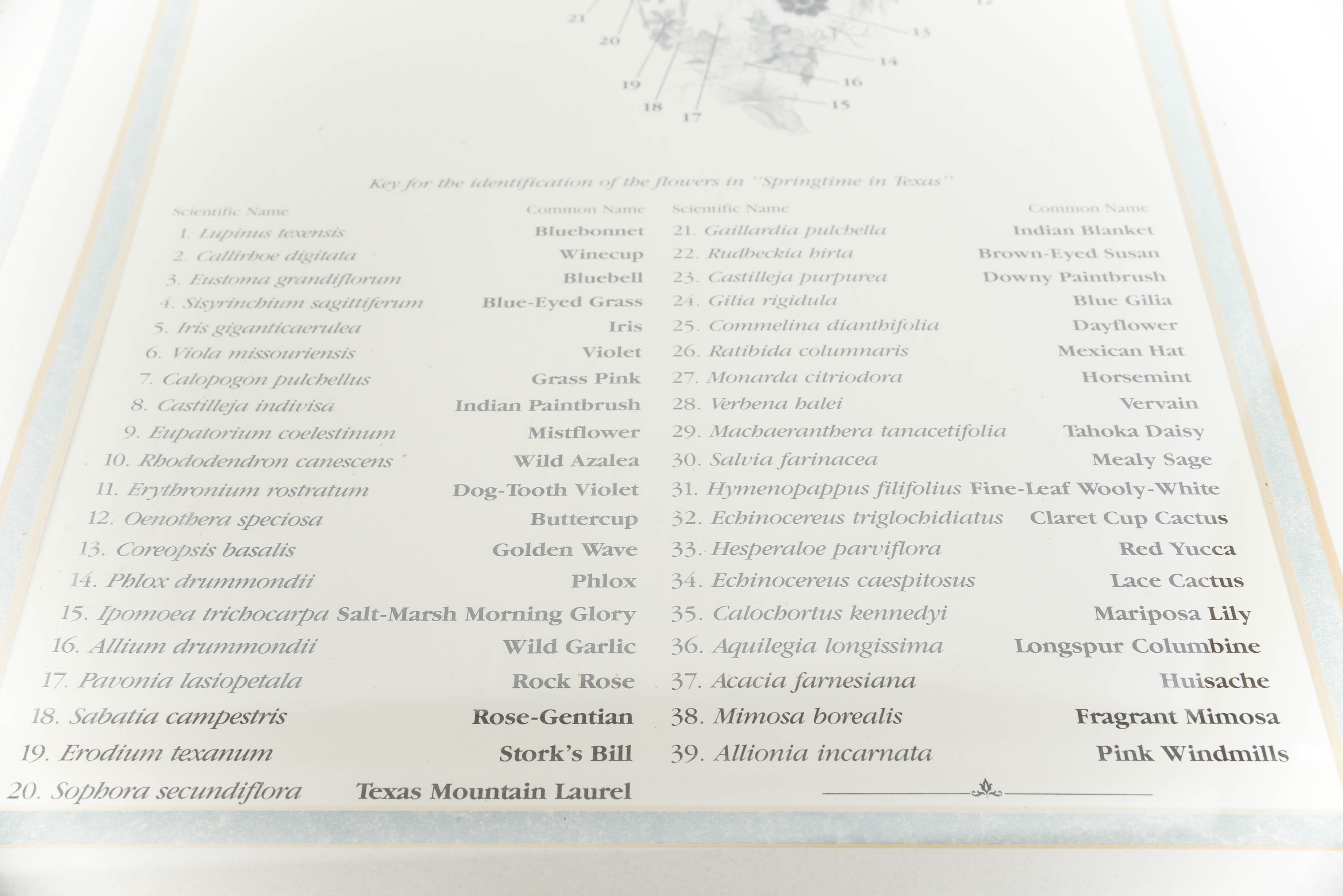 Springtime in Texas Print by David Busch