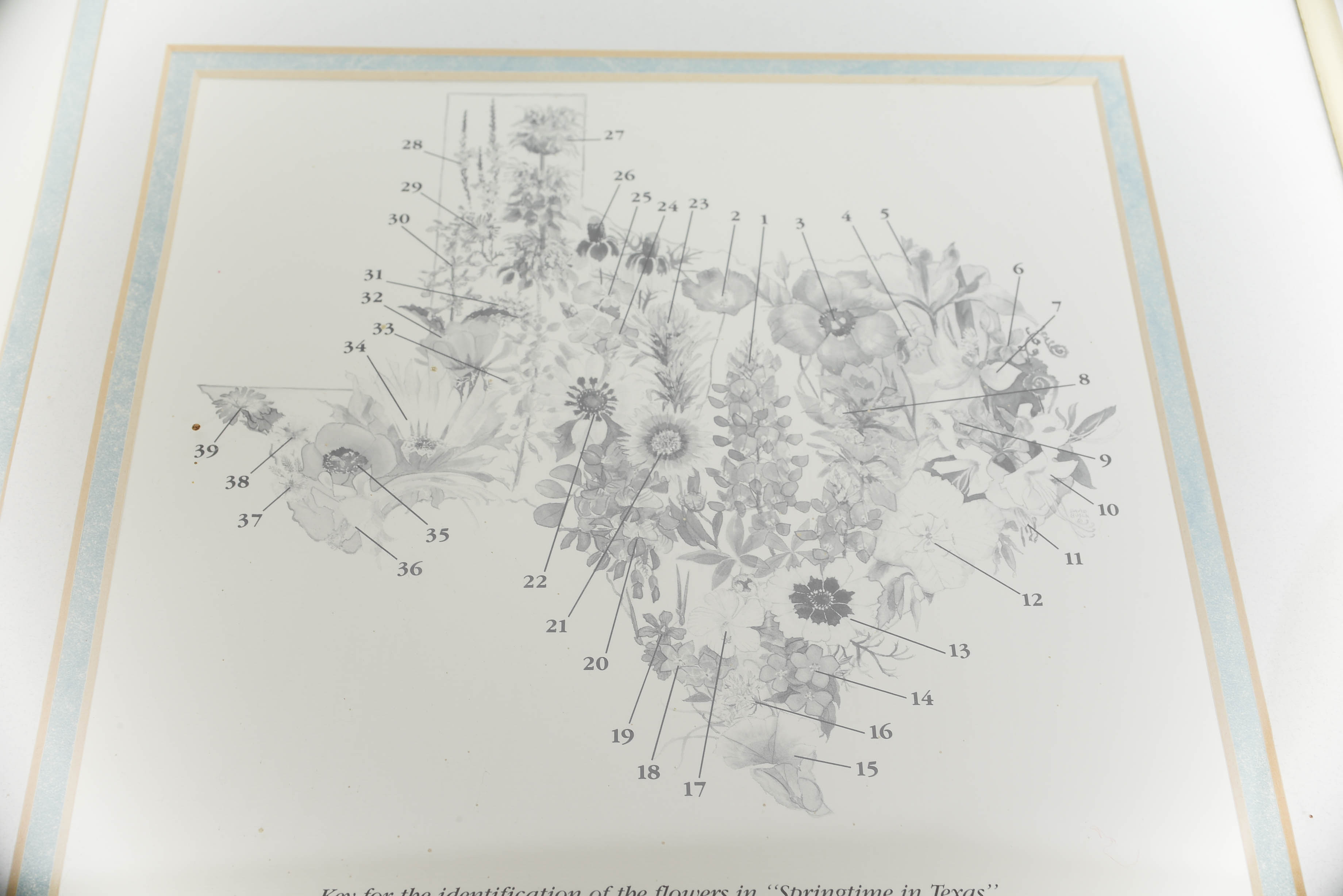 Springtime in Texas Print by David Busch