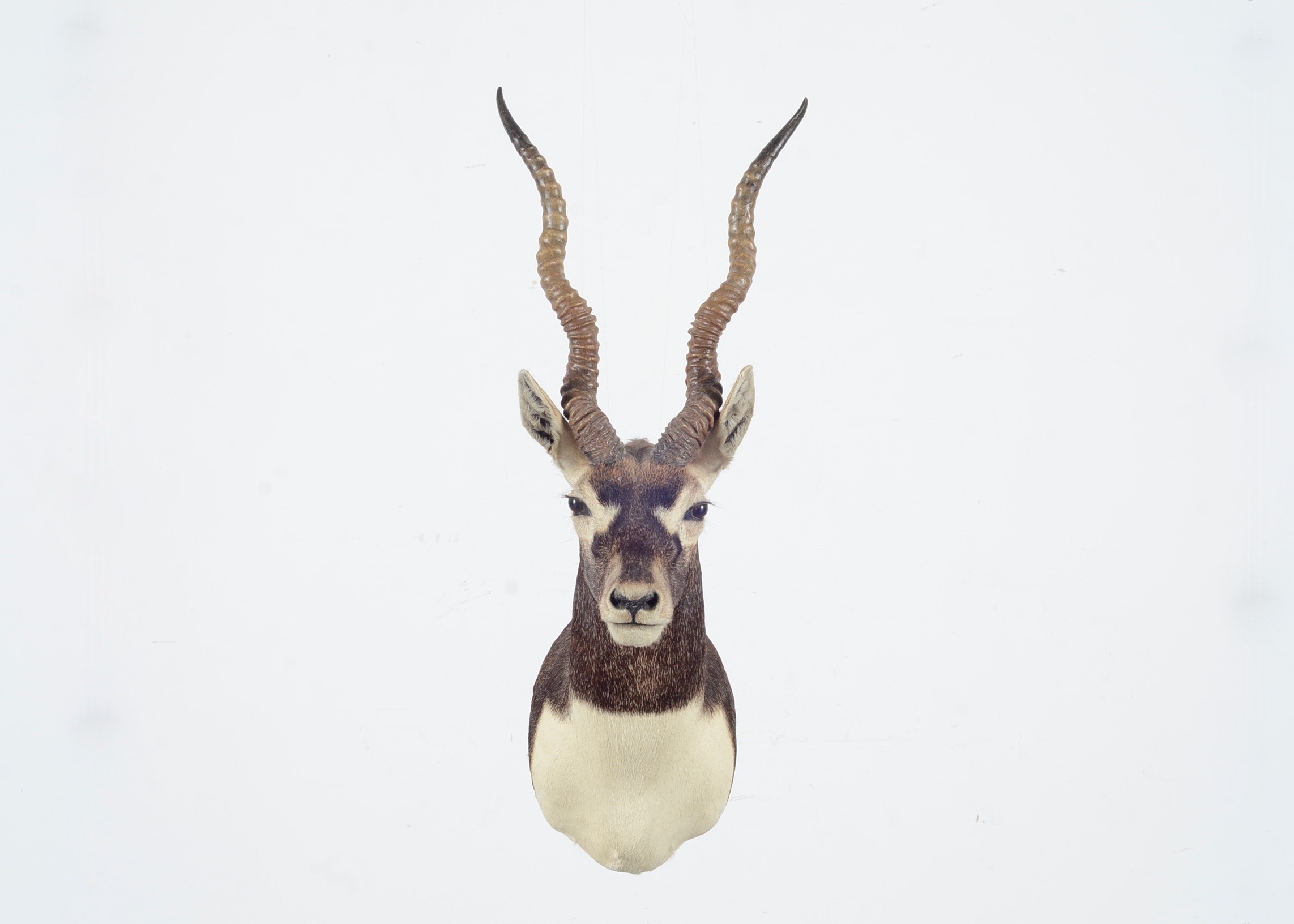 Blackbuck Antelope Taxidermy Head Mount