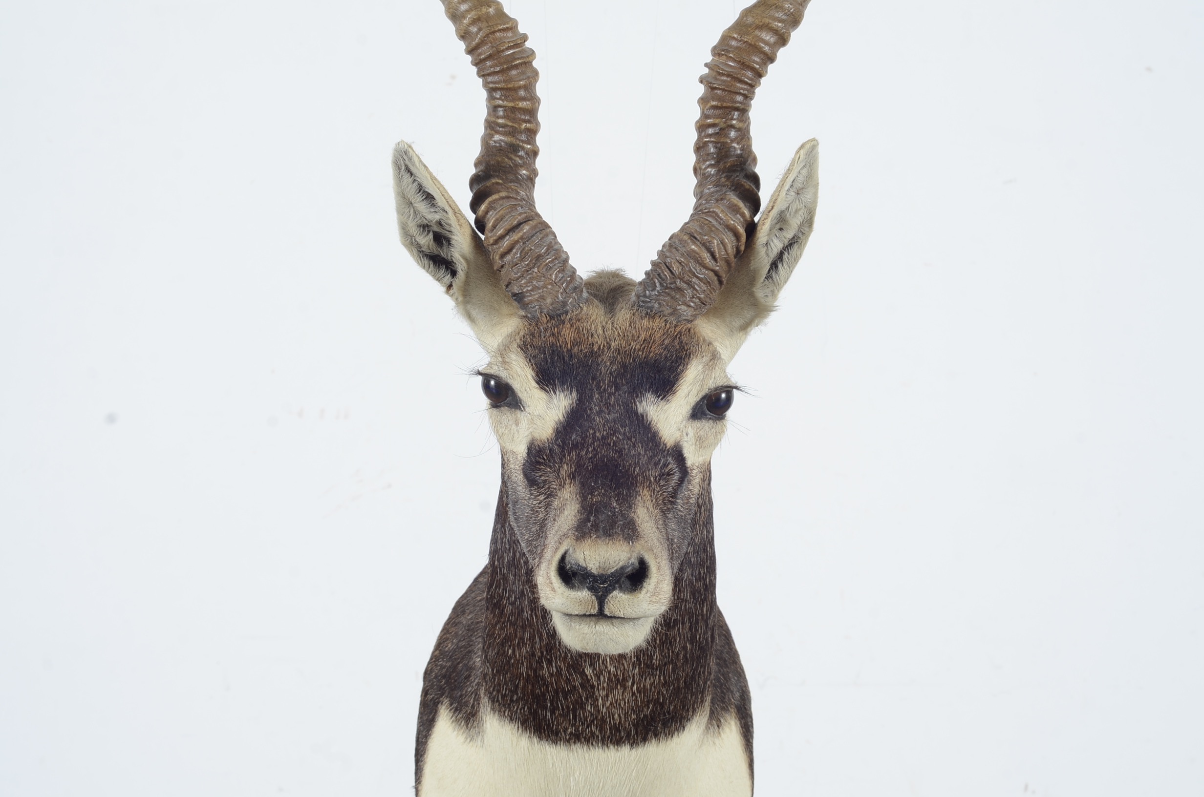Blackbuck Antelope Taxidermy Head Mount