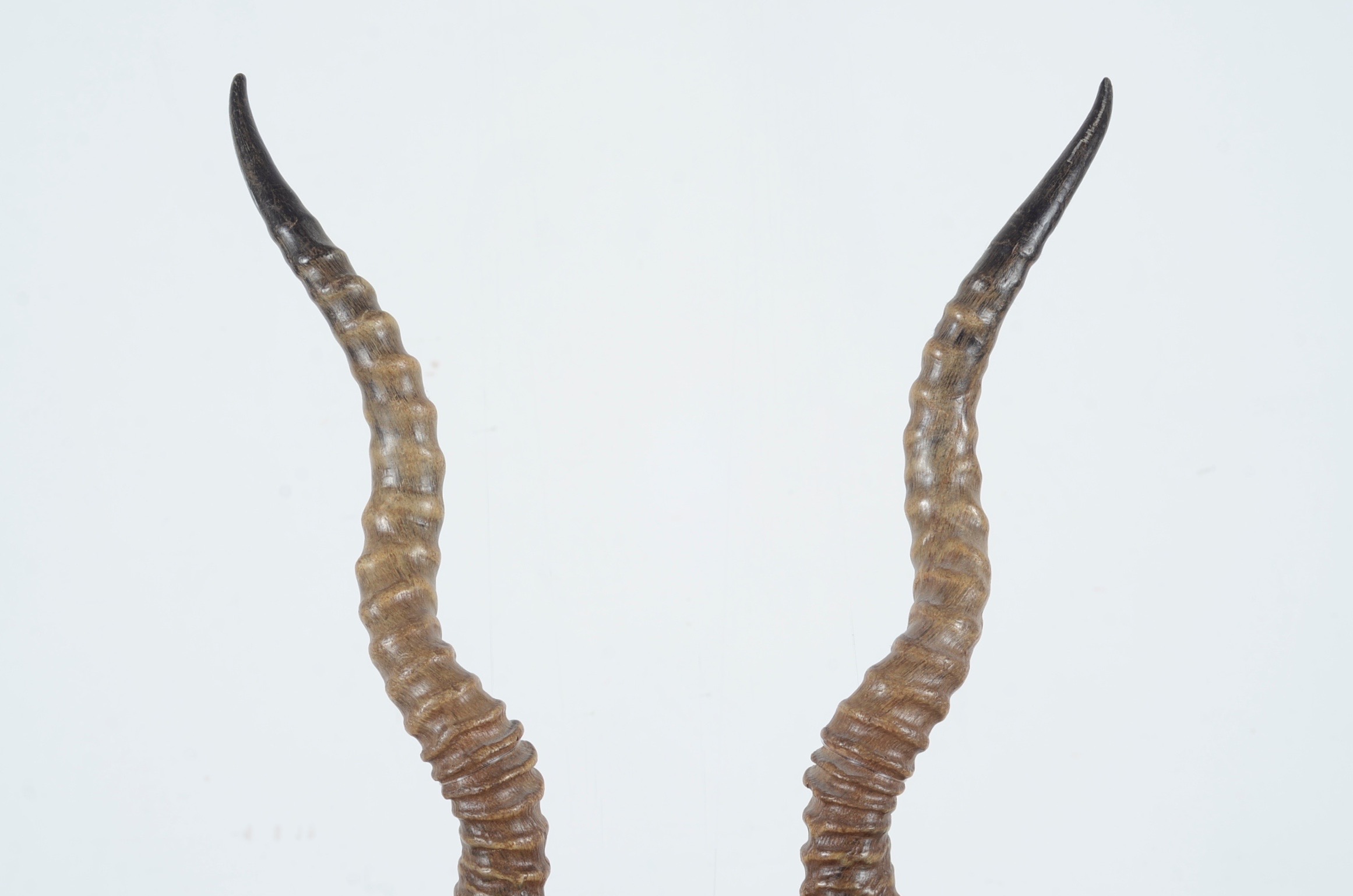 Blackbuck Antelope Taxidermy Head Mount