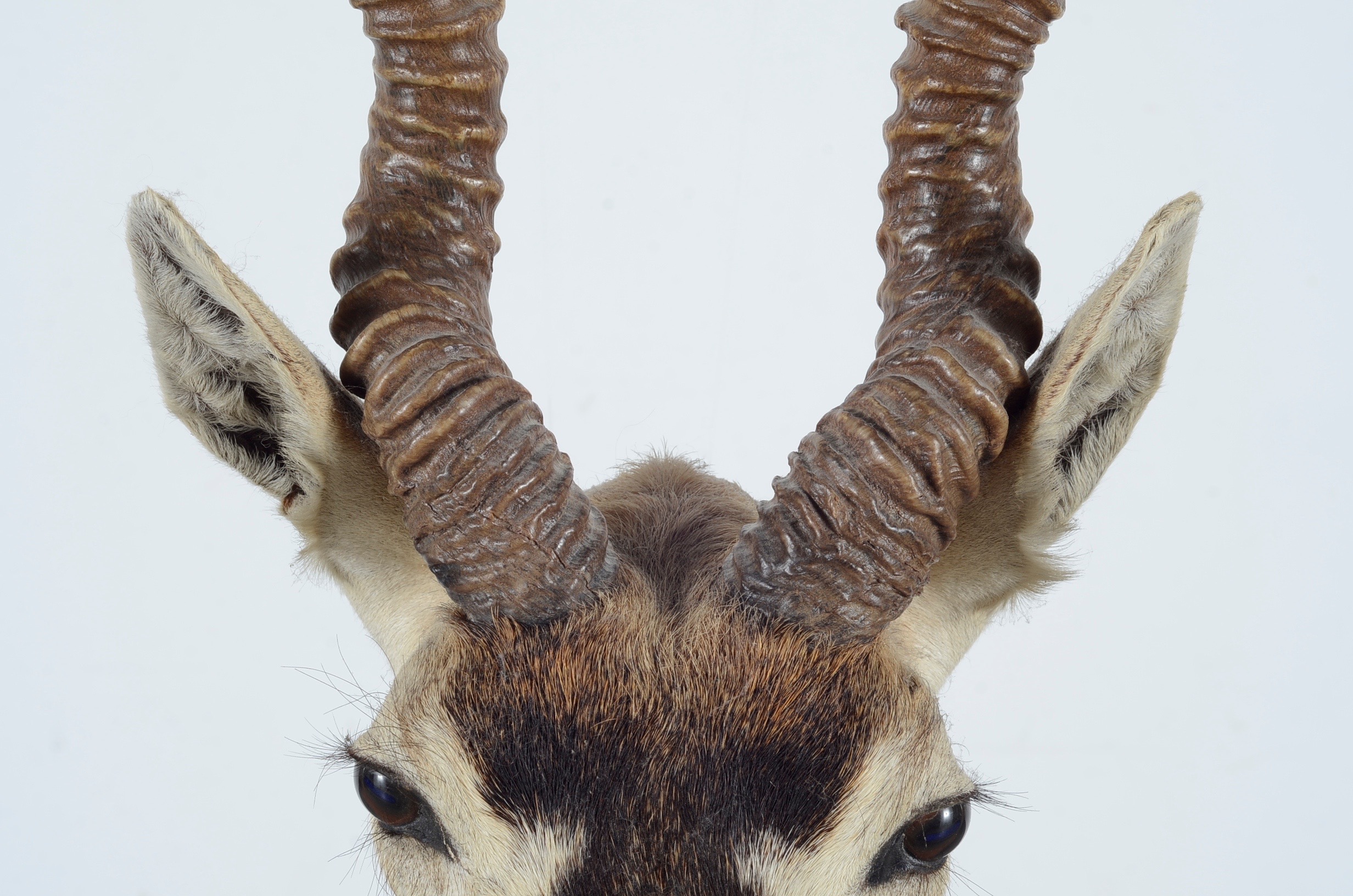 Blackbuck Antelope Taxidermy Head Mount