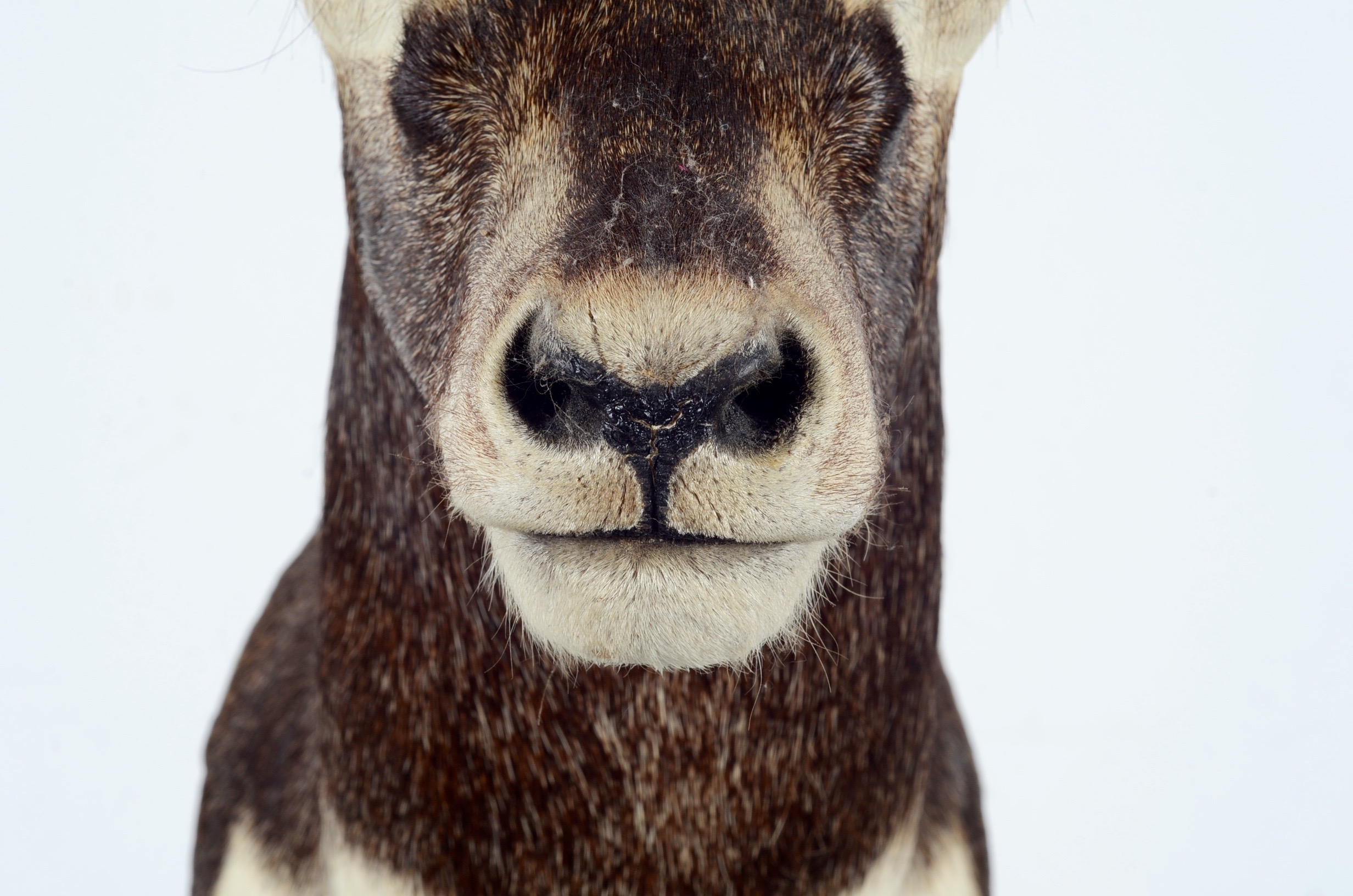 Blackbuck Antelope Taxidermy Head Mount