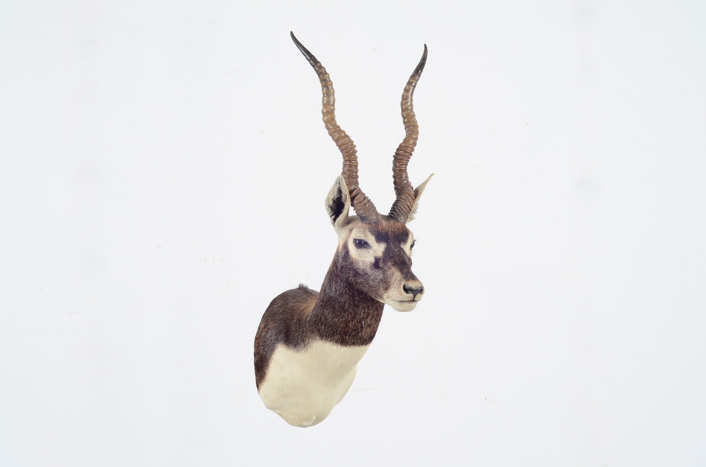 Blackbuck Antelope Taxidermy Head Mount