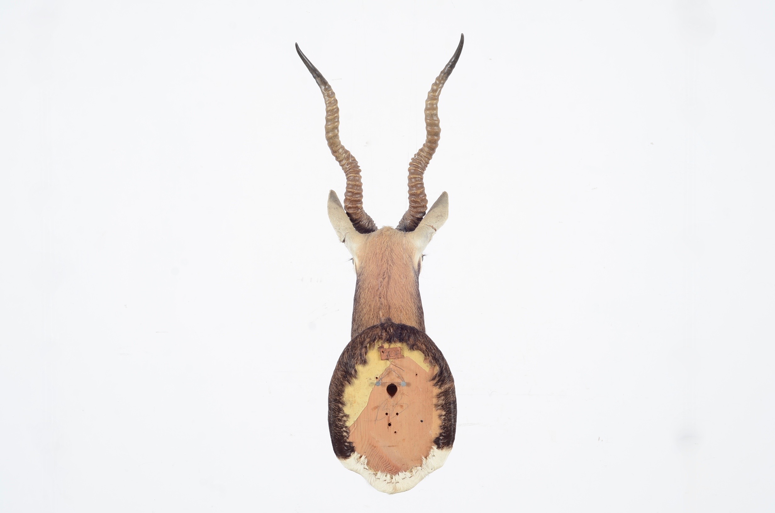Blackbuck Antelope Taxidermy Head Mount