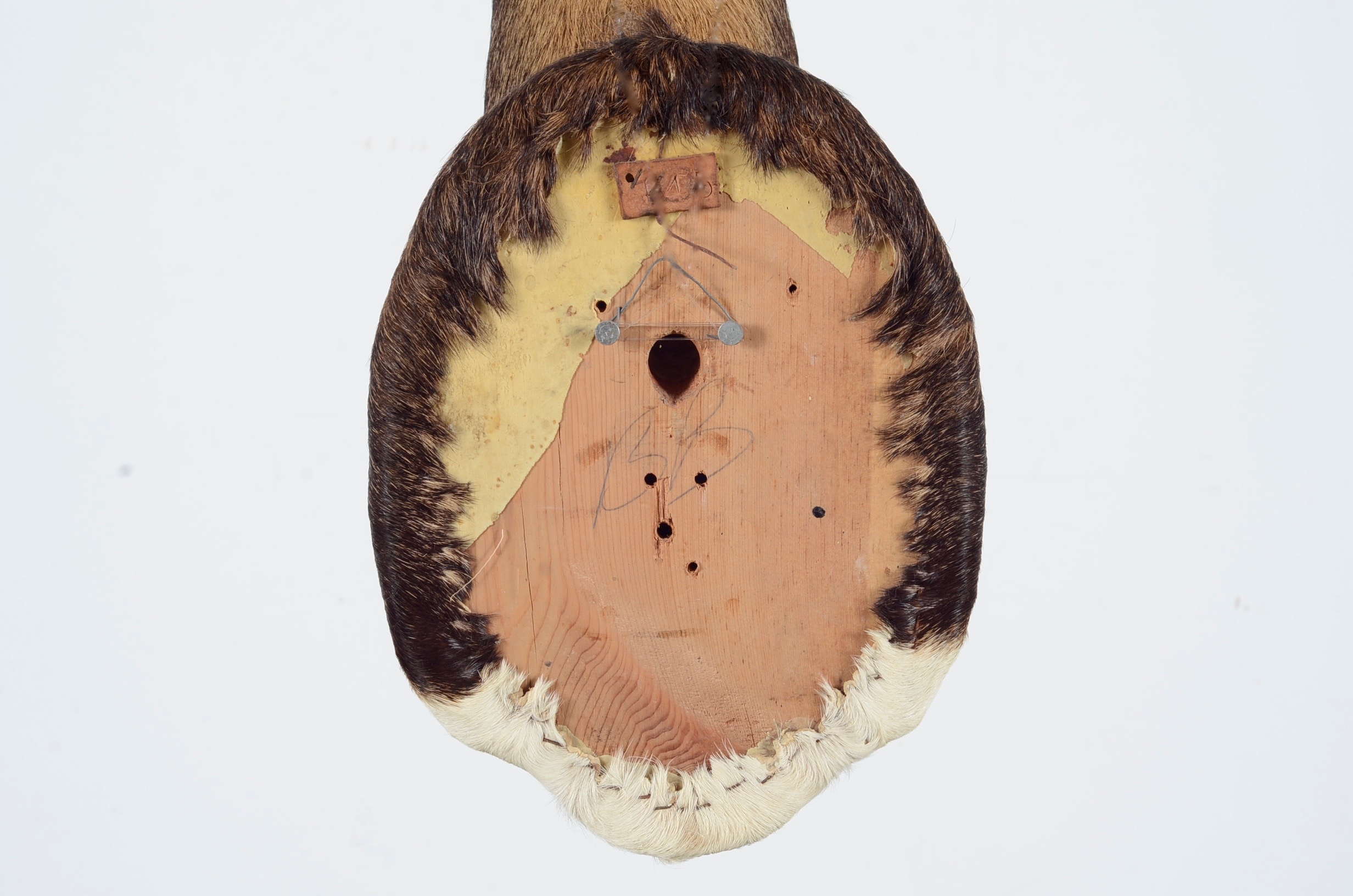 Blackbuck Antelope Taxidermy Head Mount