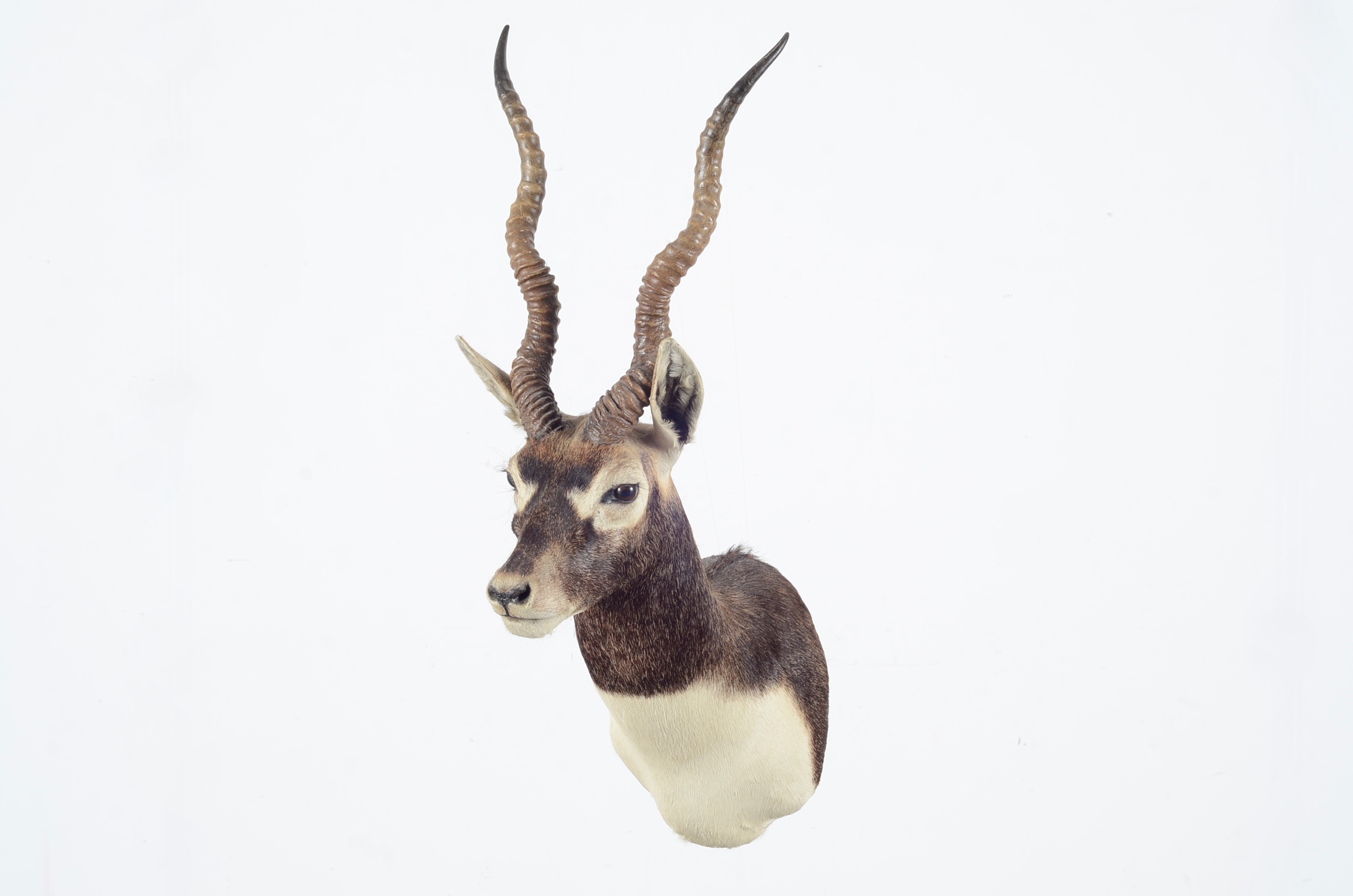 Blackbuck Antelope Taxidermy Head Mount