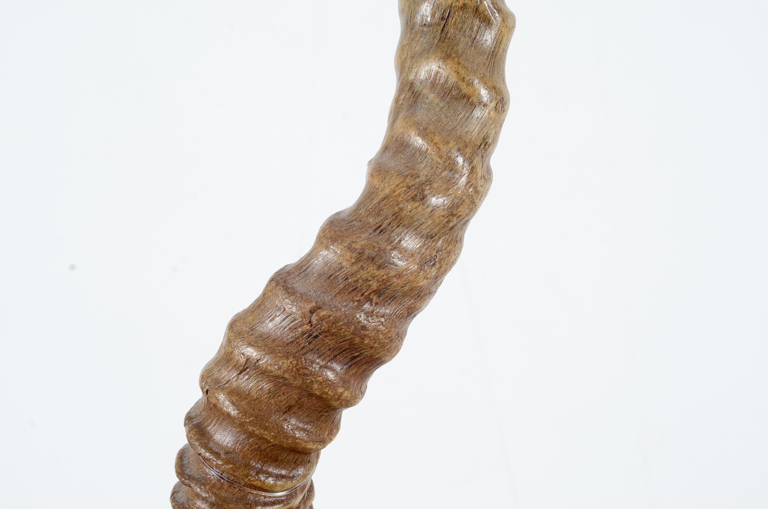 Blackbuck Antelope Taxidermy Head Mount