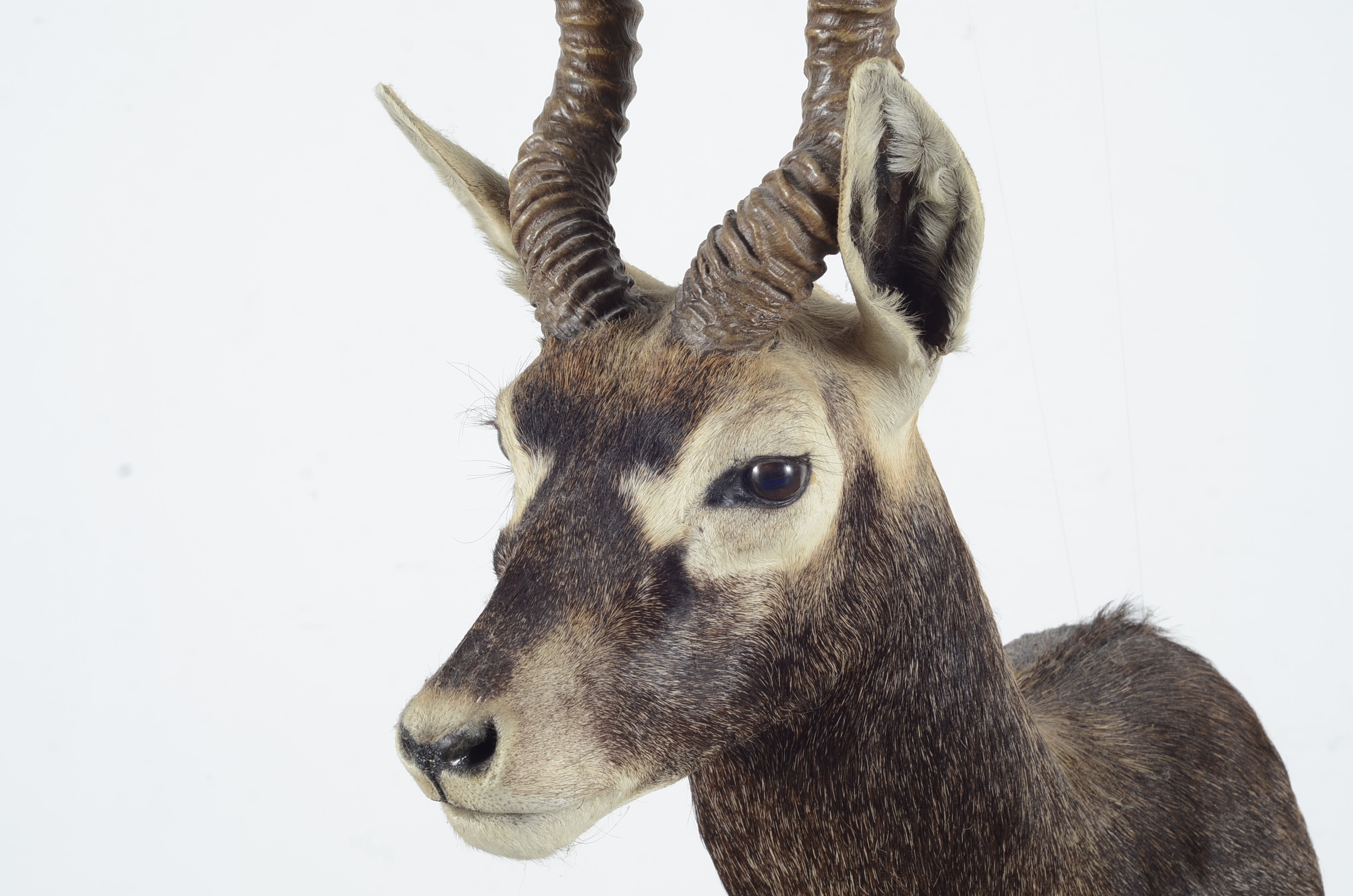 Blackbuck Antelope Taxidermy Head Mount