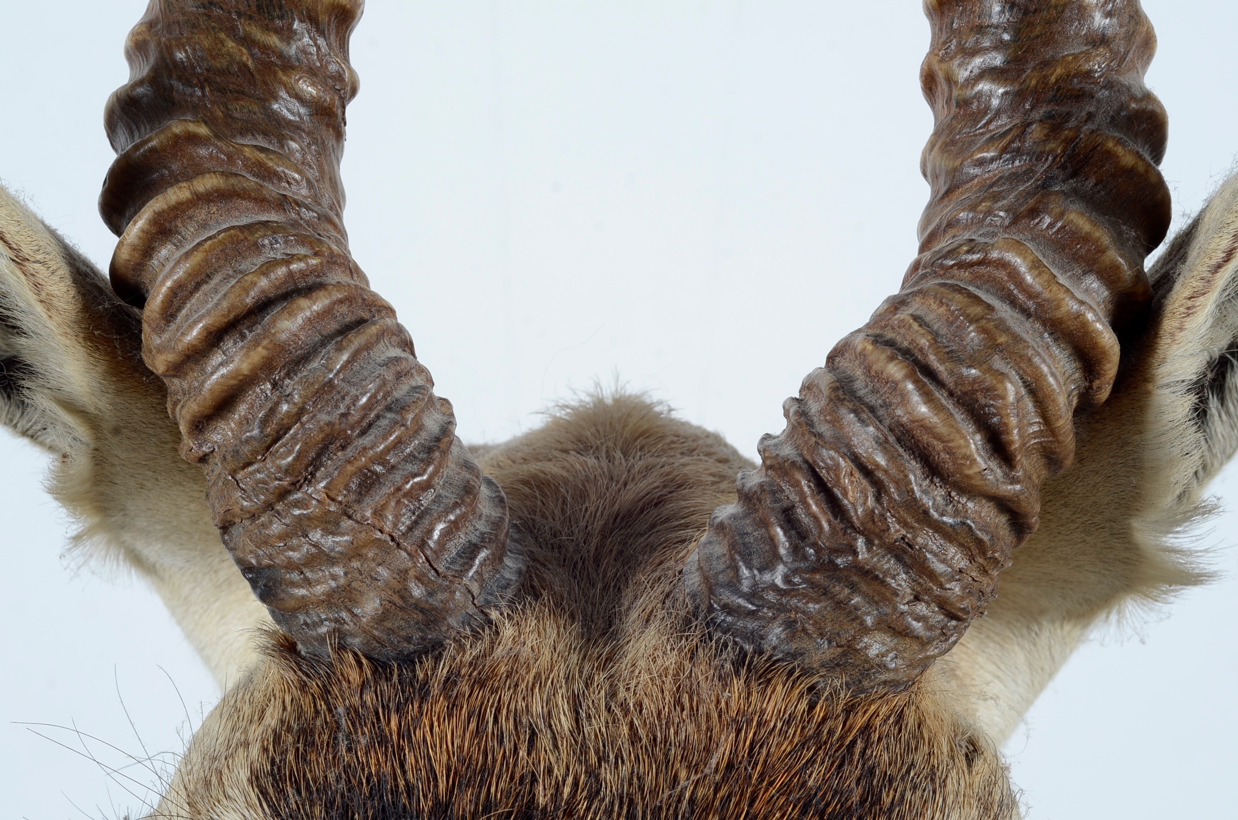 Blackbuck Antelope Taxidermy Head Mount