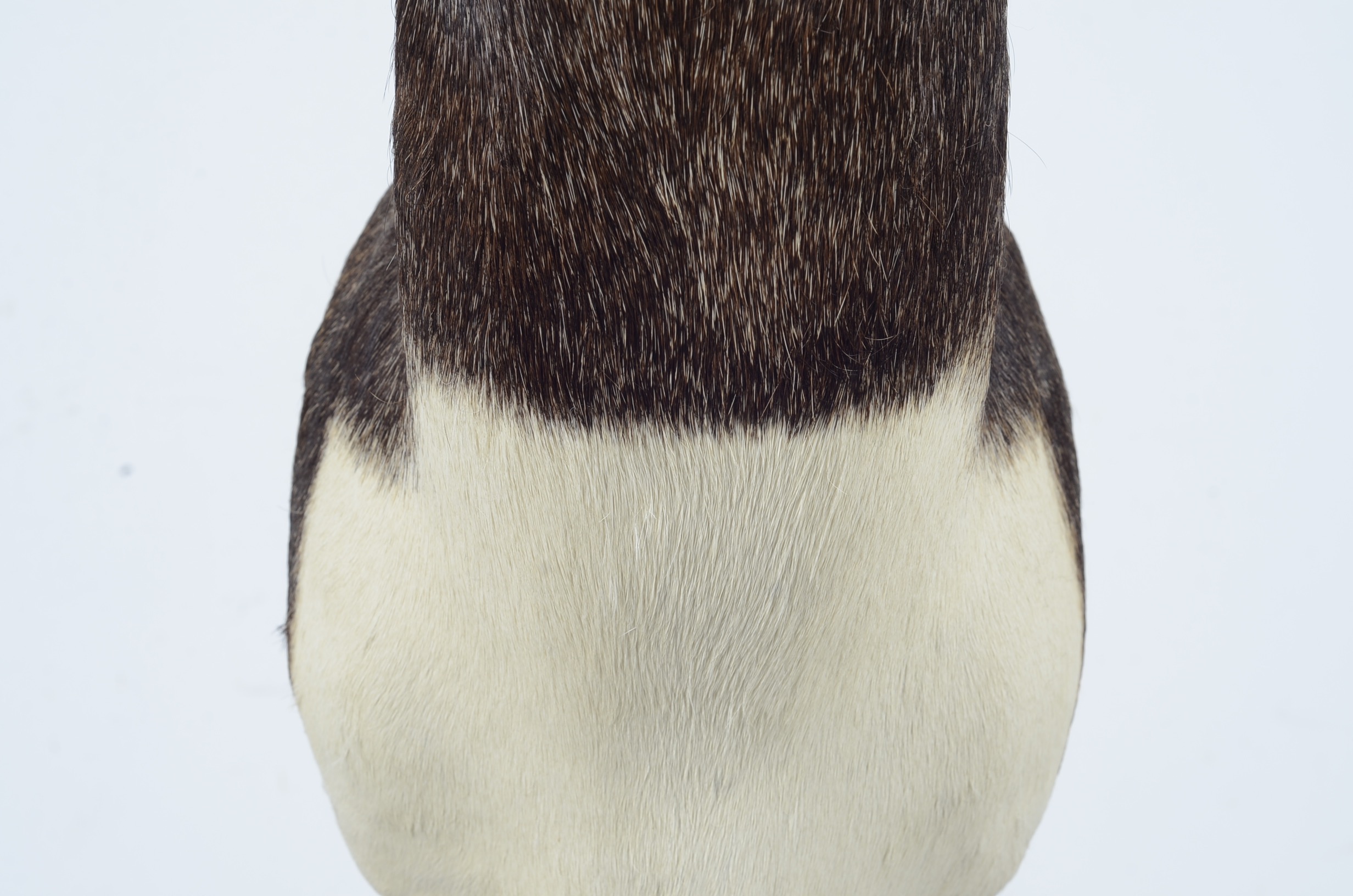 Blackbuck Antelope Taxidermy Head Mount