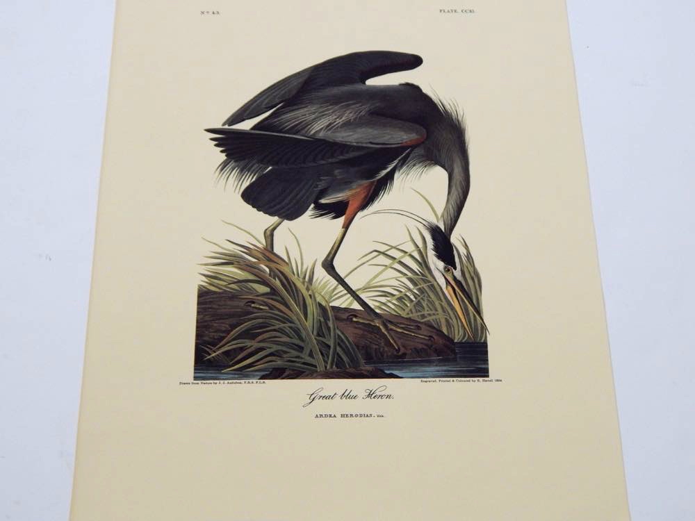 Audubon Books & Prints